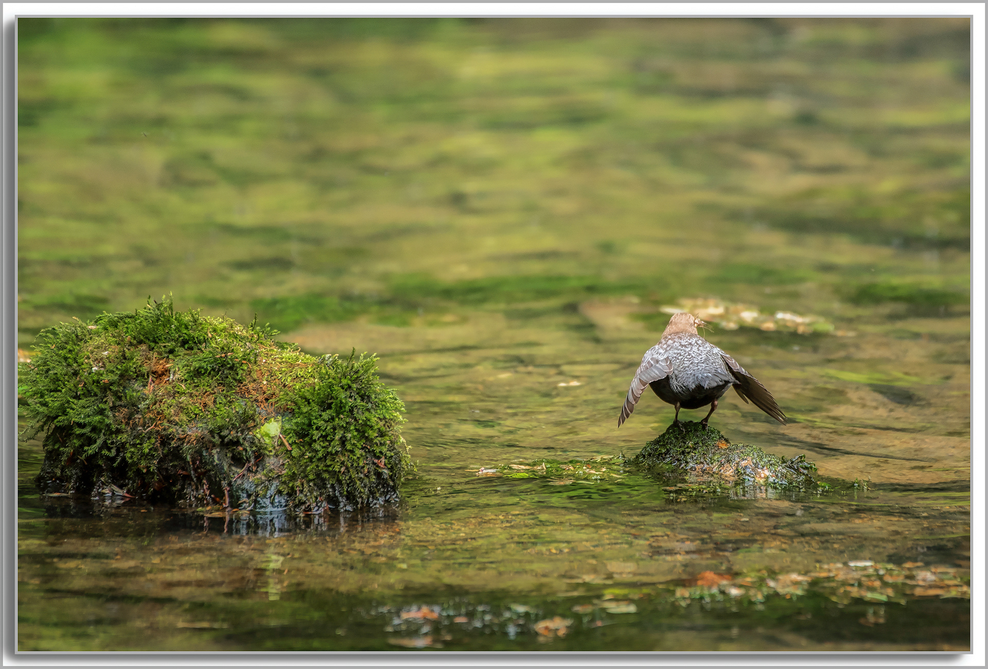Cincle plongeur - Cinclus cinclus