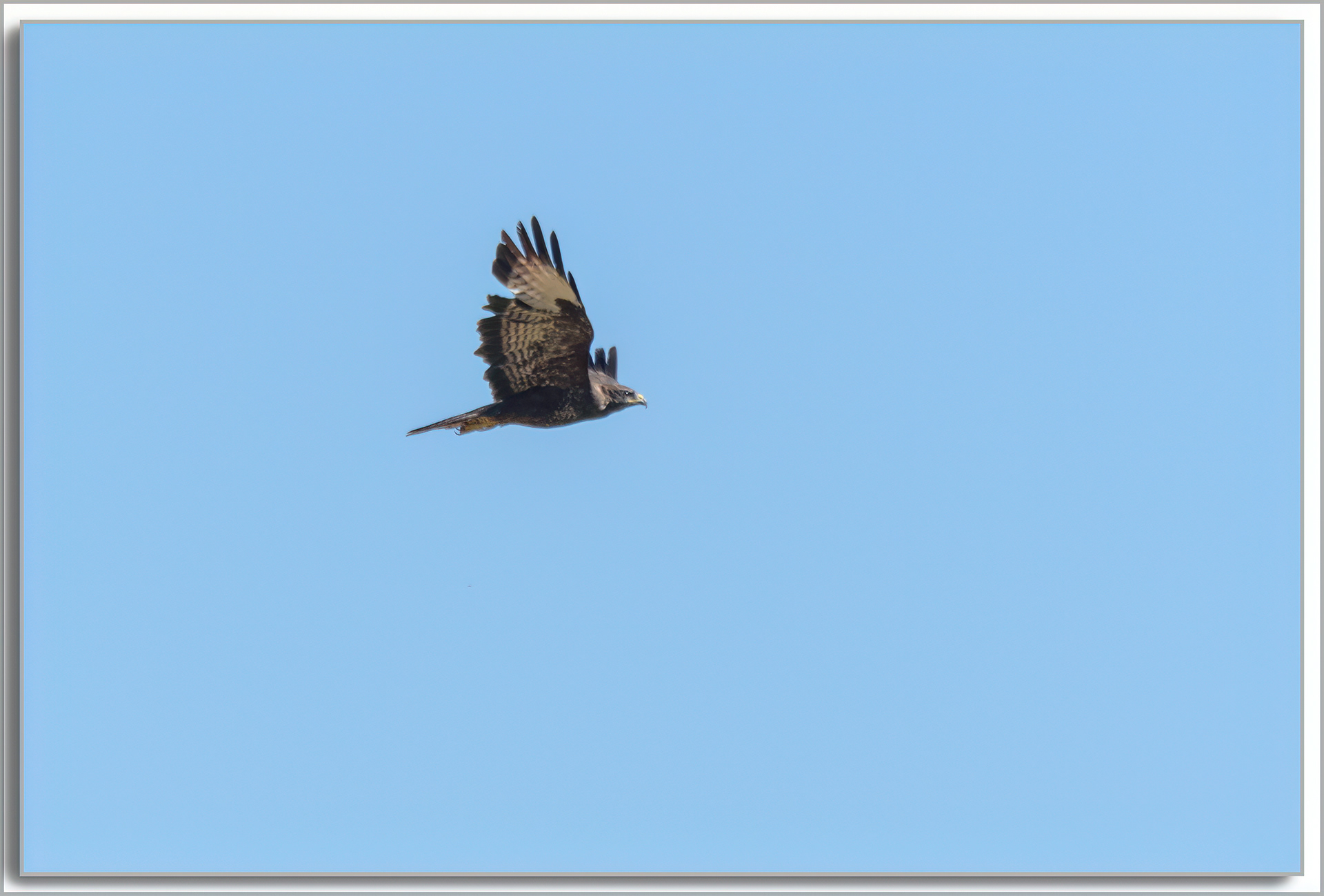 Buse variable - Buteo buteo