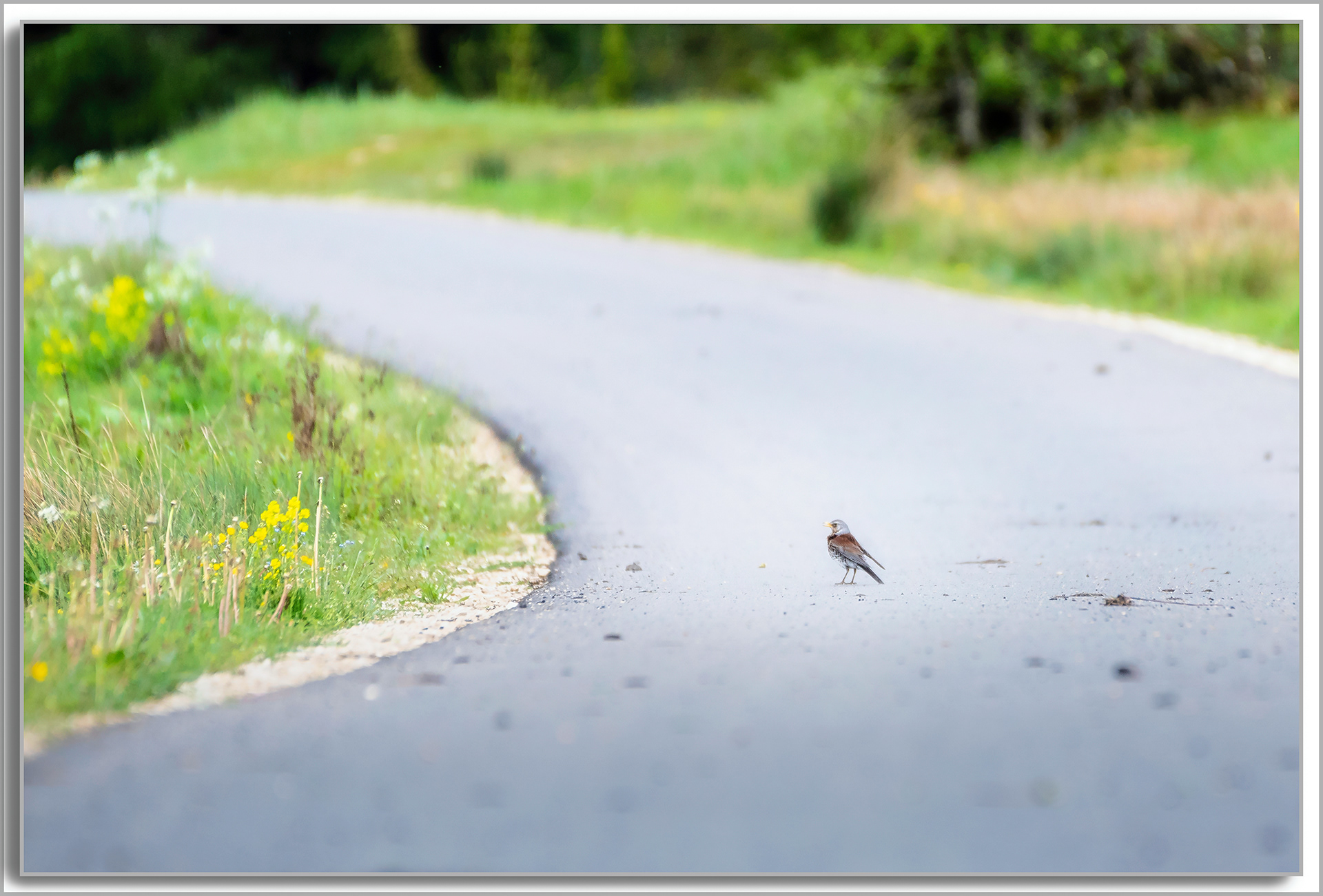 Grive litorne - Turdus pilaris