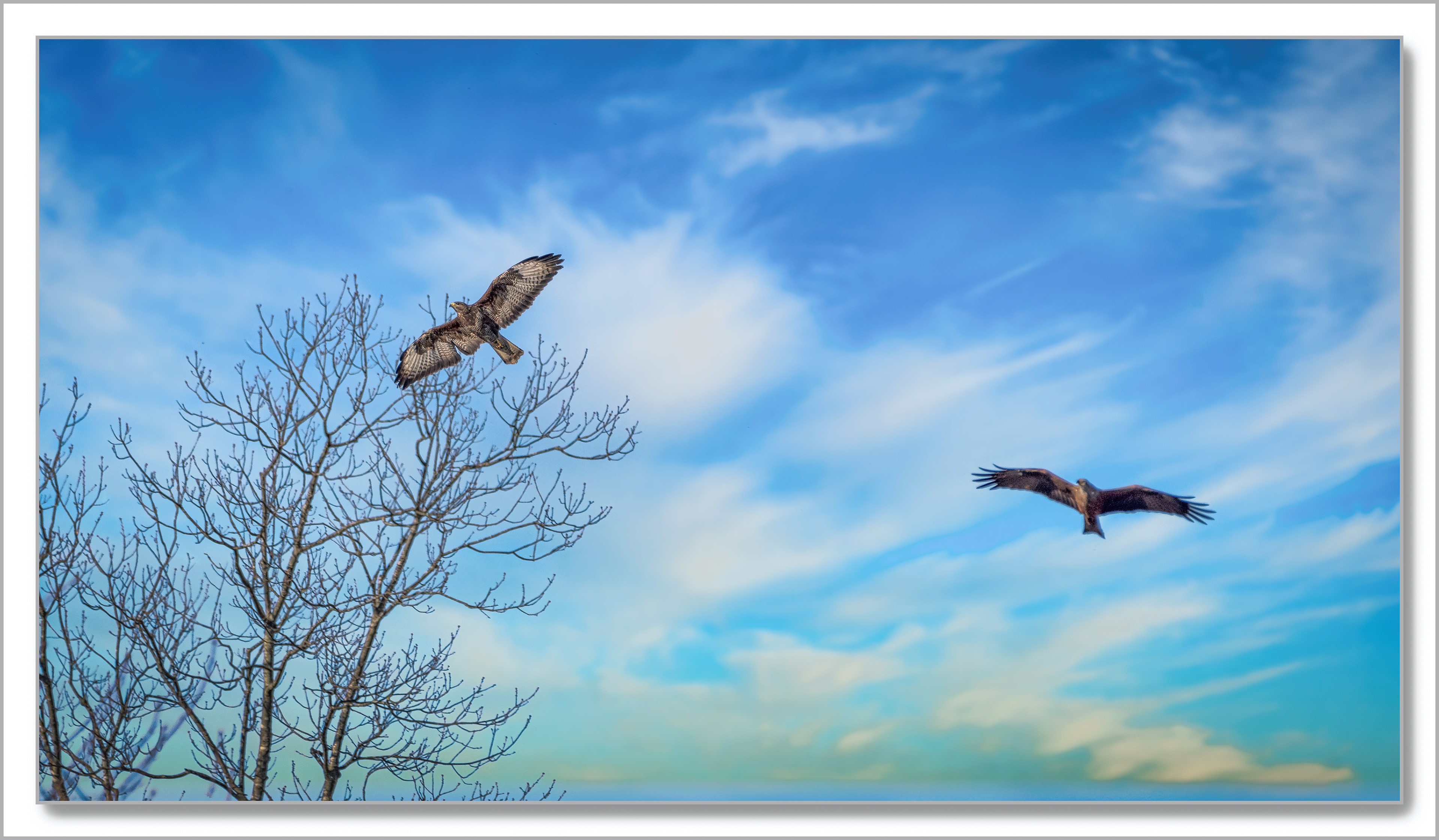 Buse variable - Buteo buteo et Milan noir - Milvus migrans