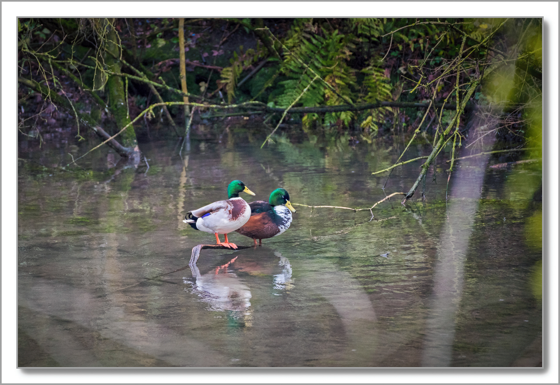 Canard Colvert - Anas platyrhynchos