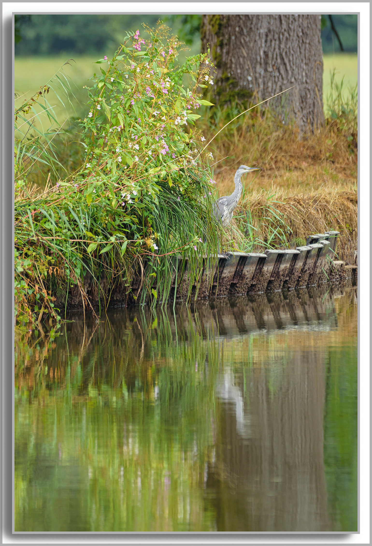 Héron cendré - Ardea Cinerea
