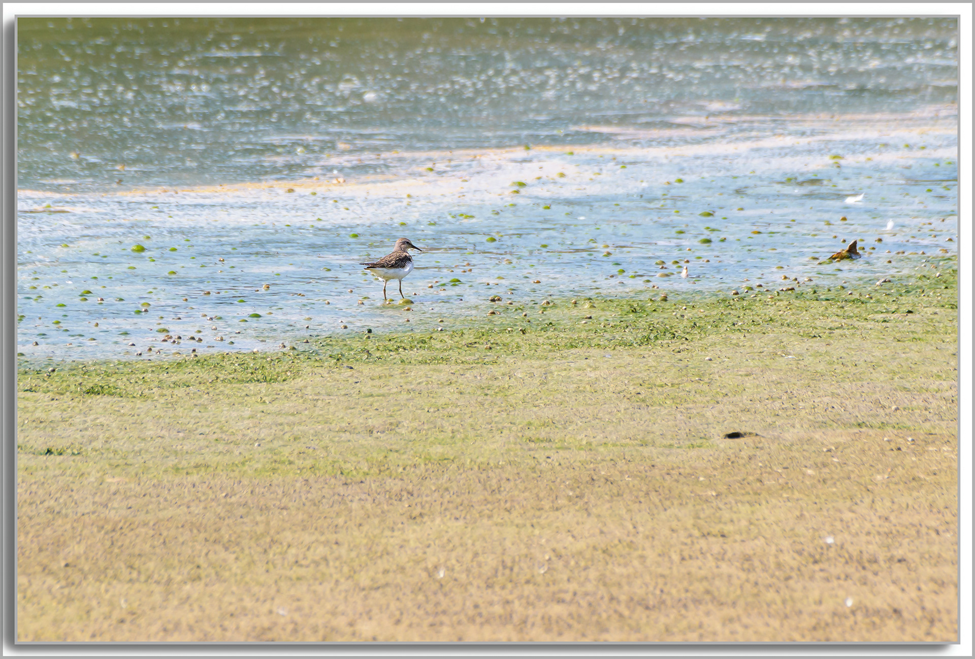 Bécasseau de Temminck - Calidris temminckii