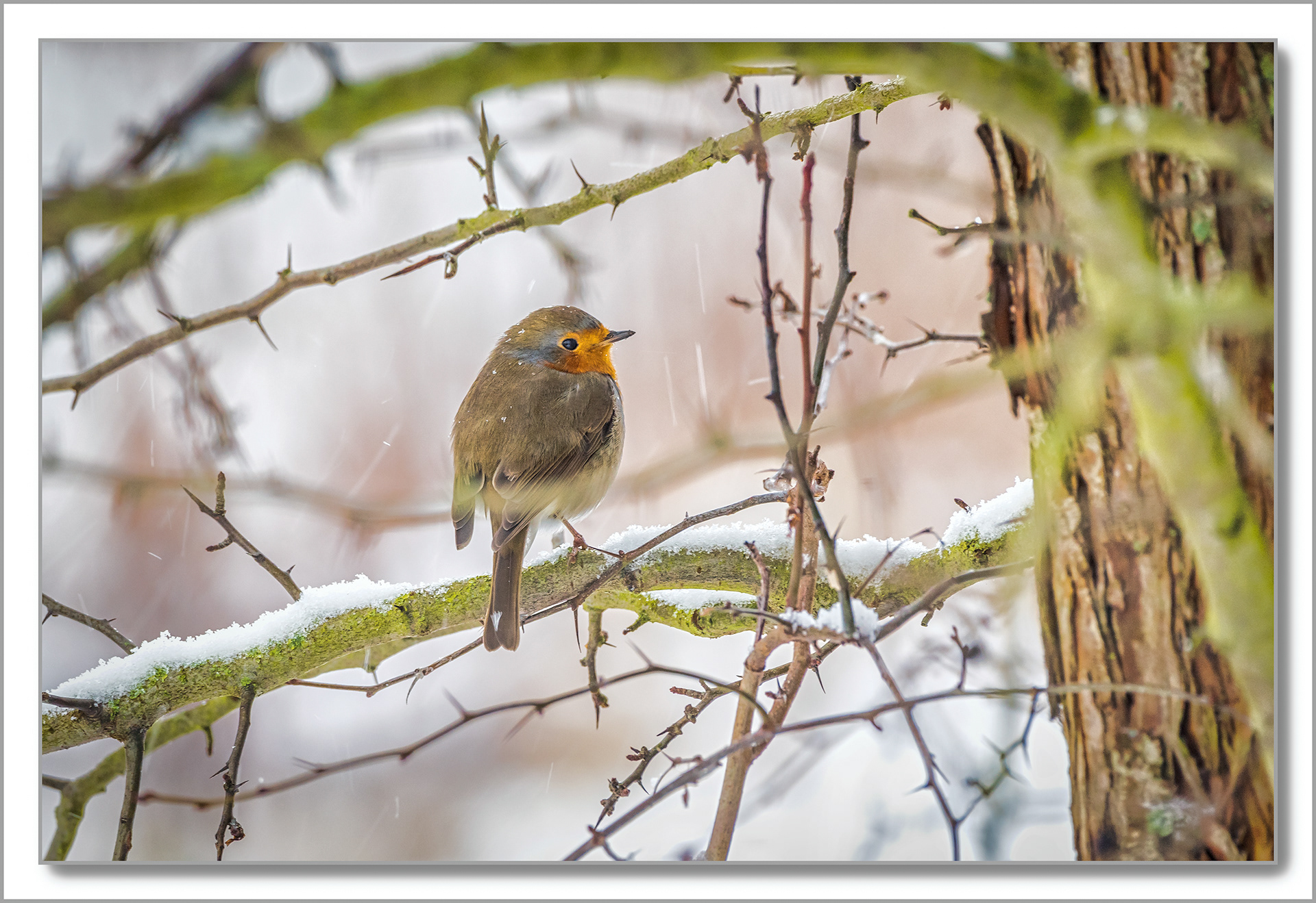 Rougegorge familier - Erithacus rubecula