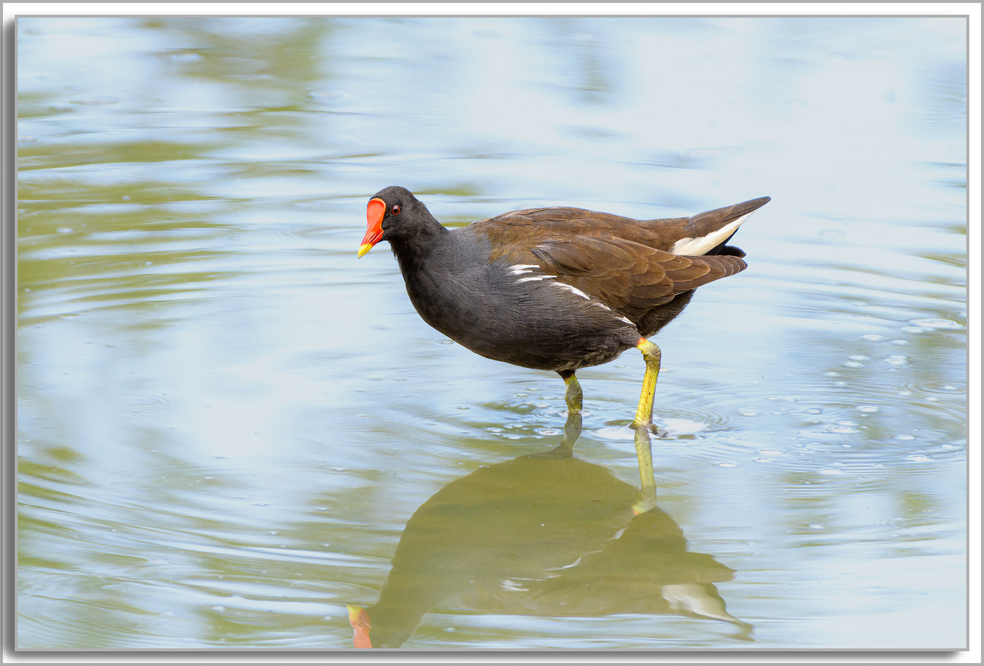 Gallinule poule d'eau - Gallinula Chloropus
