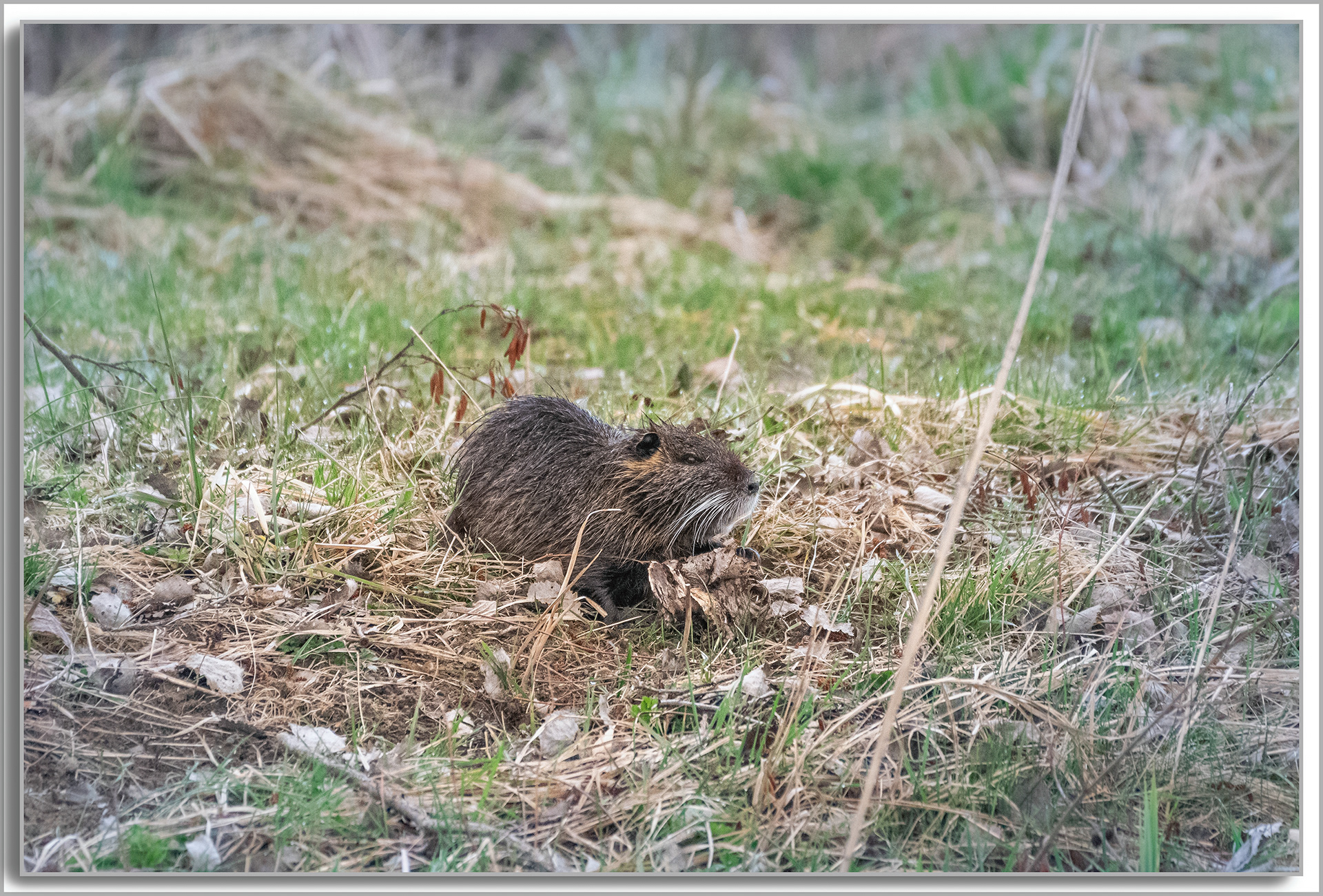 Ragondin - Myocastor Coypus