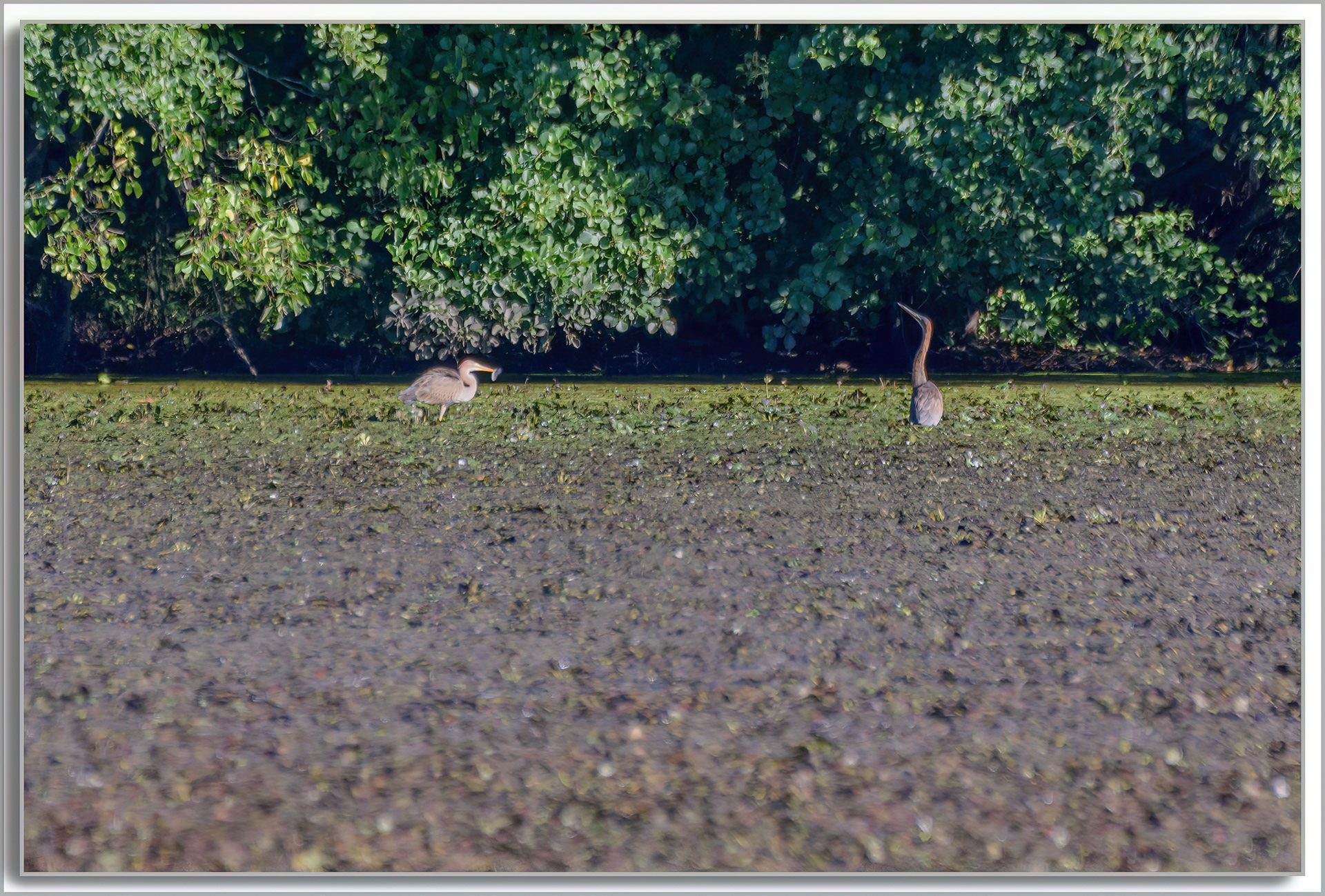 Héron pourpré - Ardea purpurea