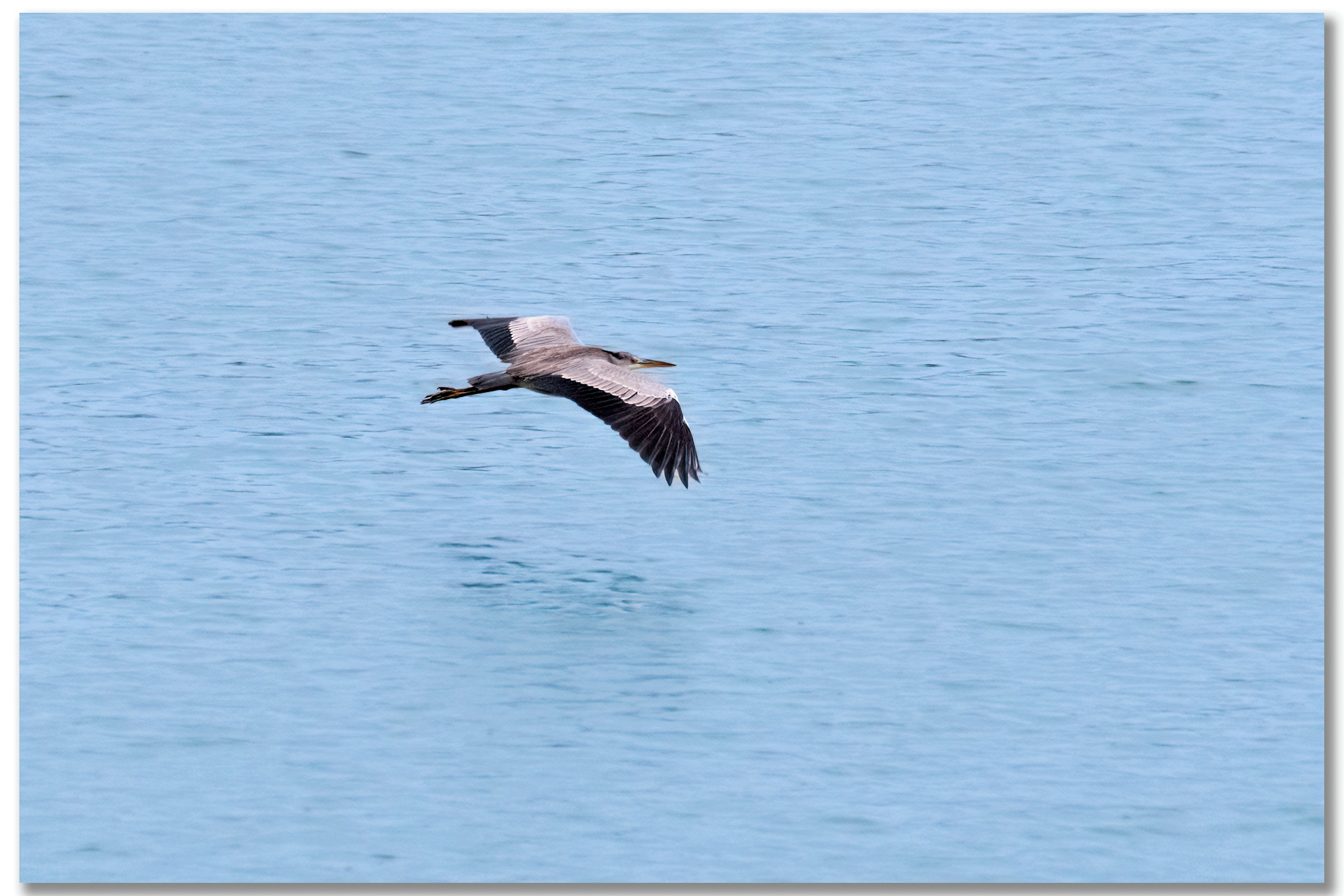 Héron cendré - Ardea Cinerea