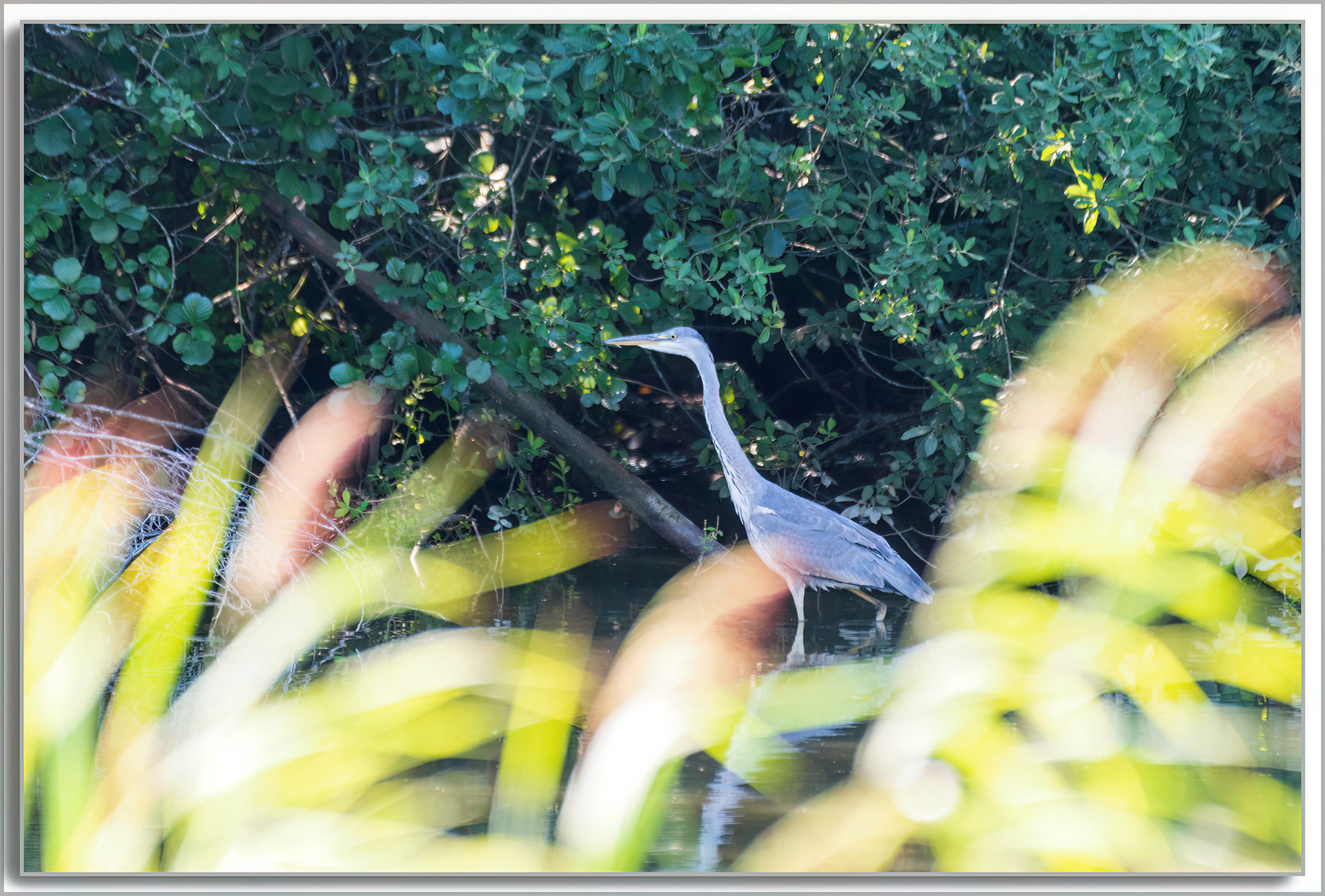 Héron cendré - Ardea Cinerea