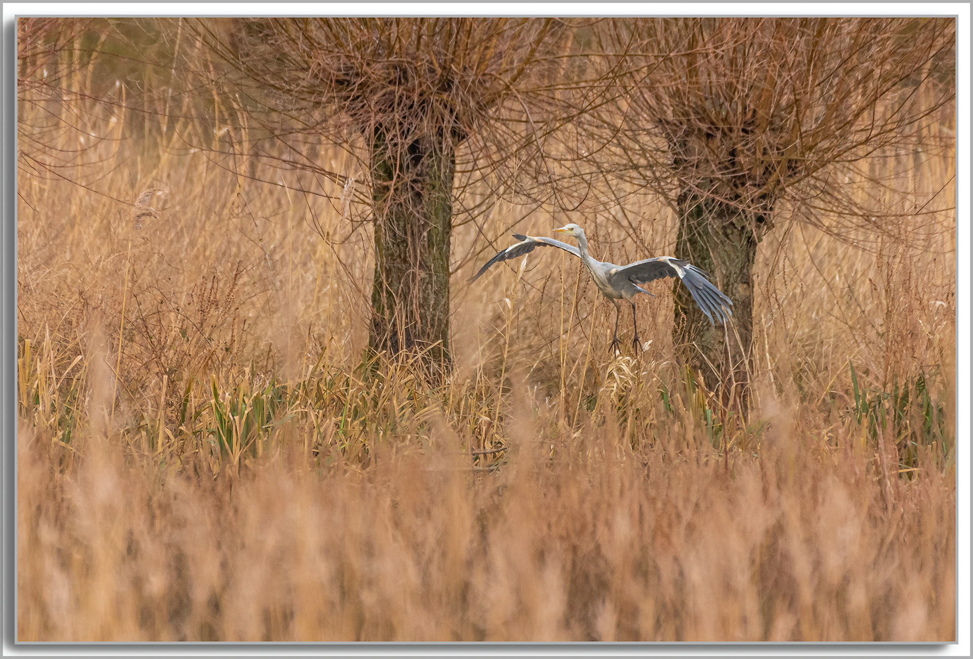 Héron cendré - Ardea Cinerea