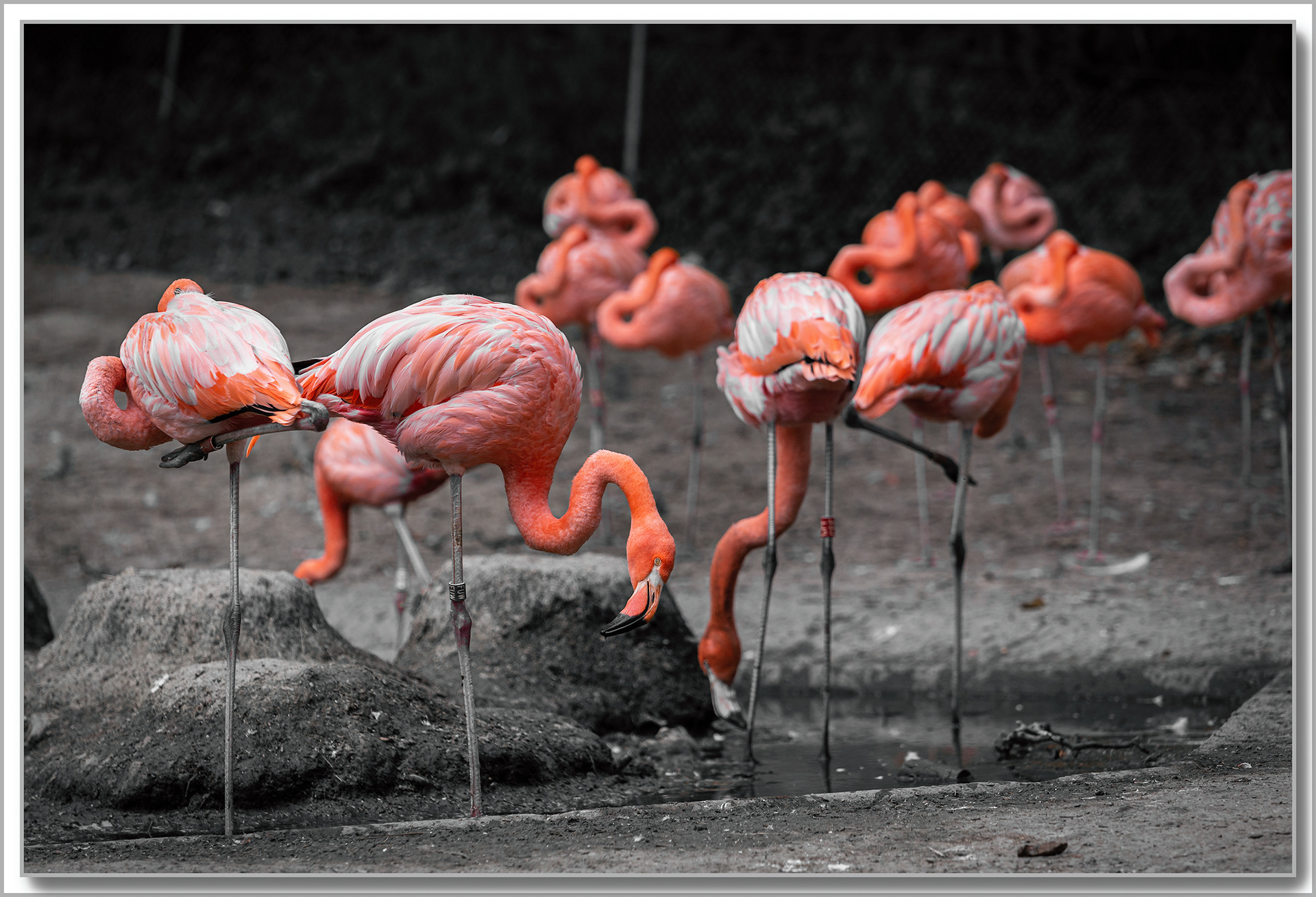 flamant des Caraïbes (Flamant rouge) - Phoenicopterus ruber