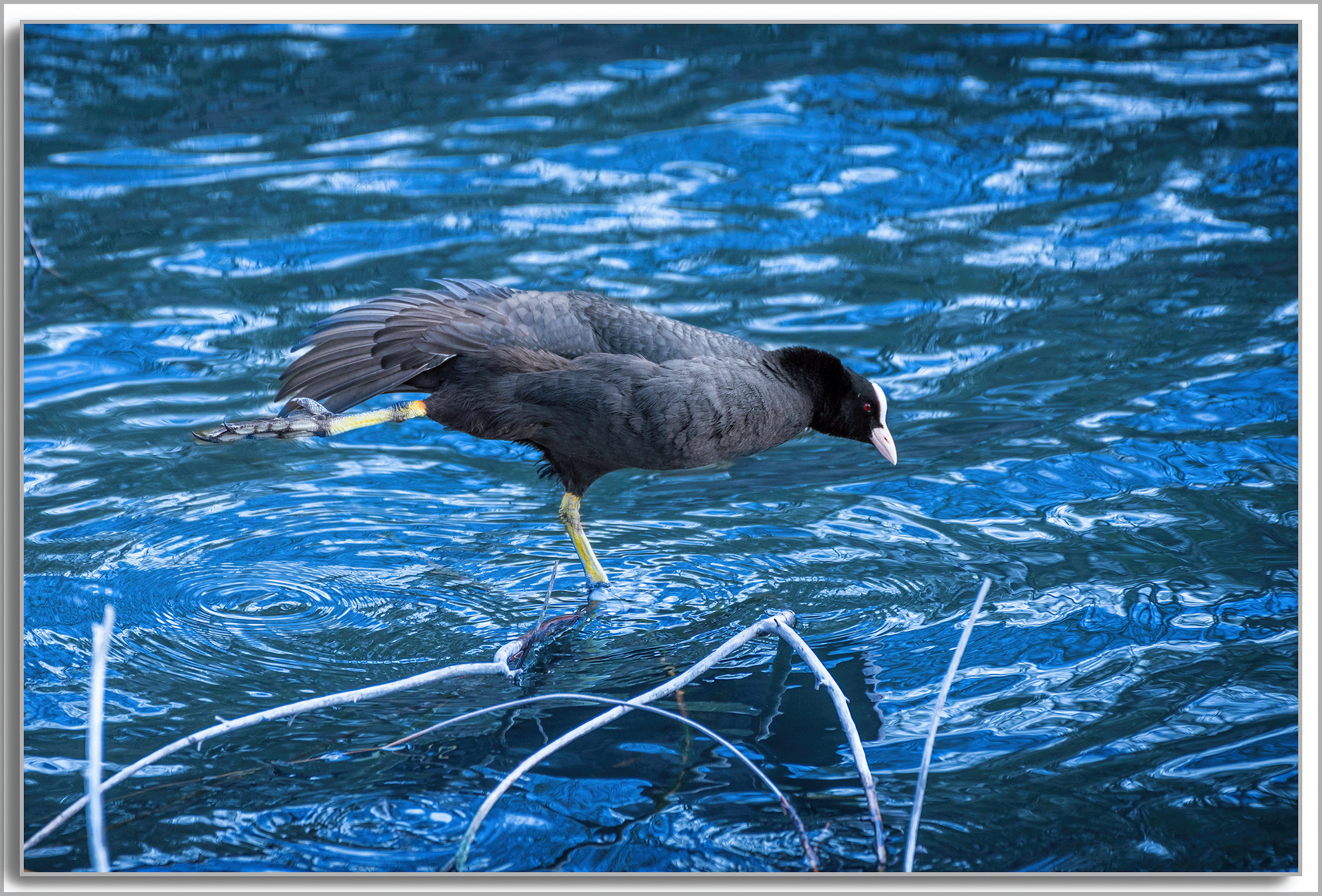 Foulque macroule - Fulica Atra