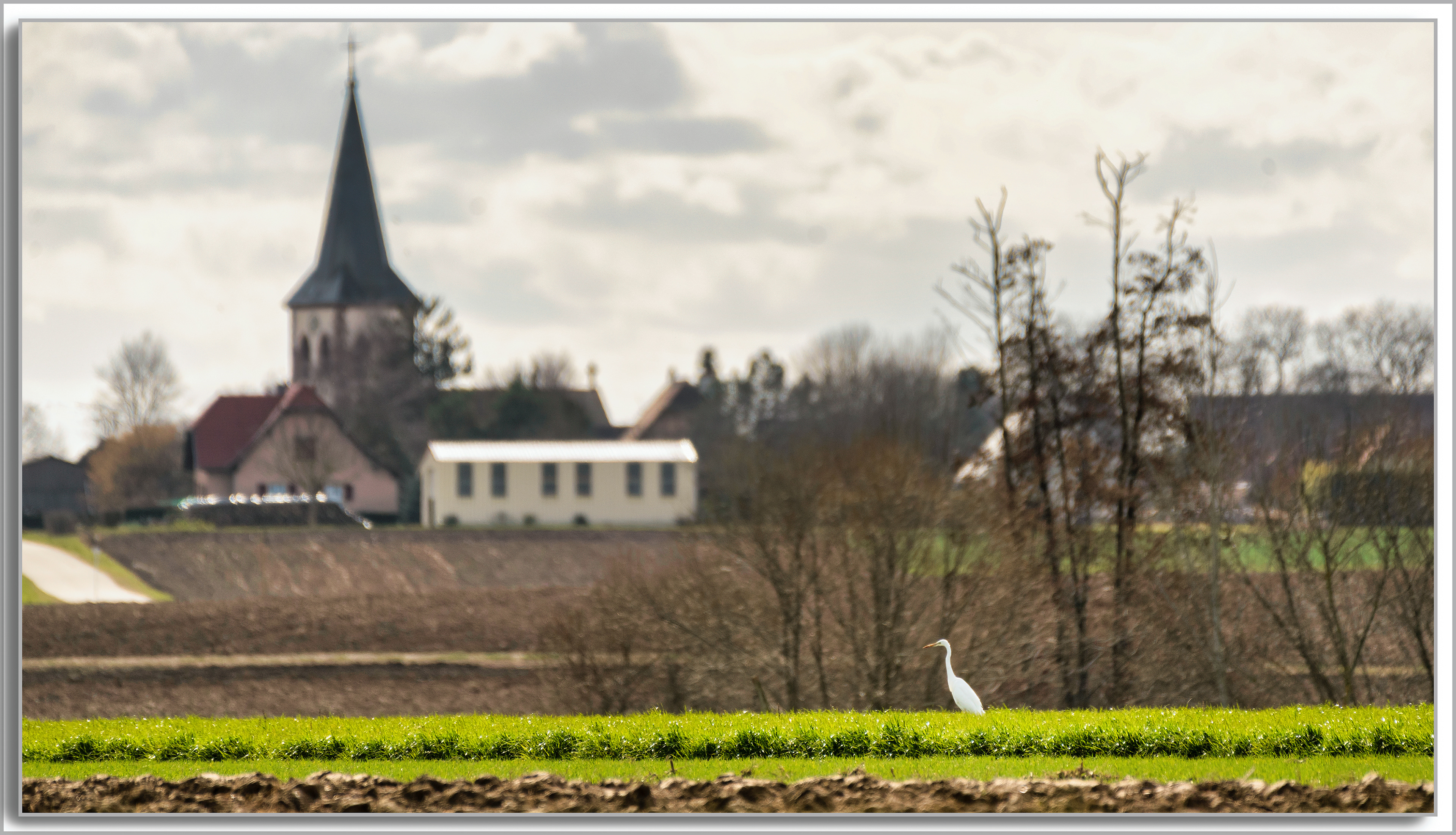 Grande Aigrette - Ardea Alba