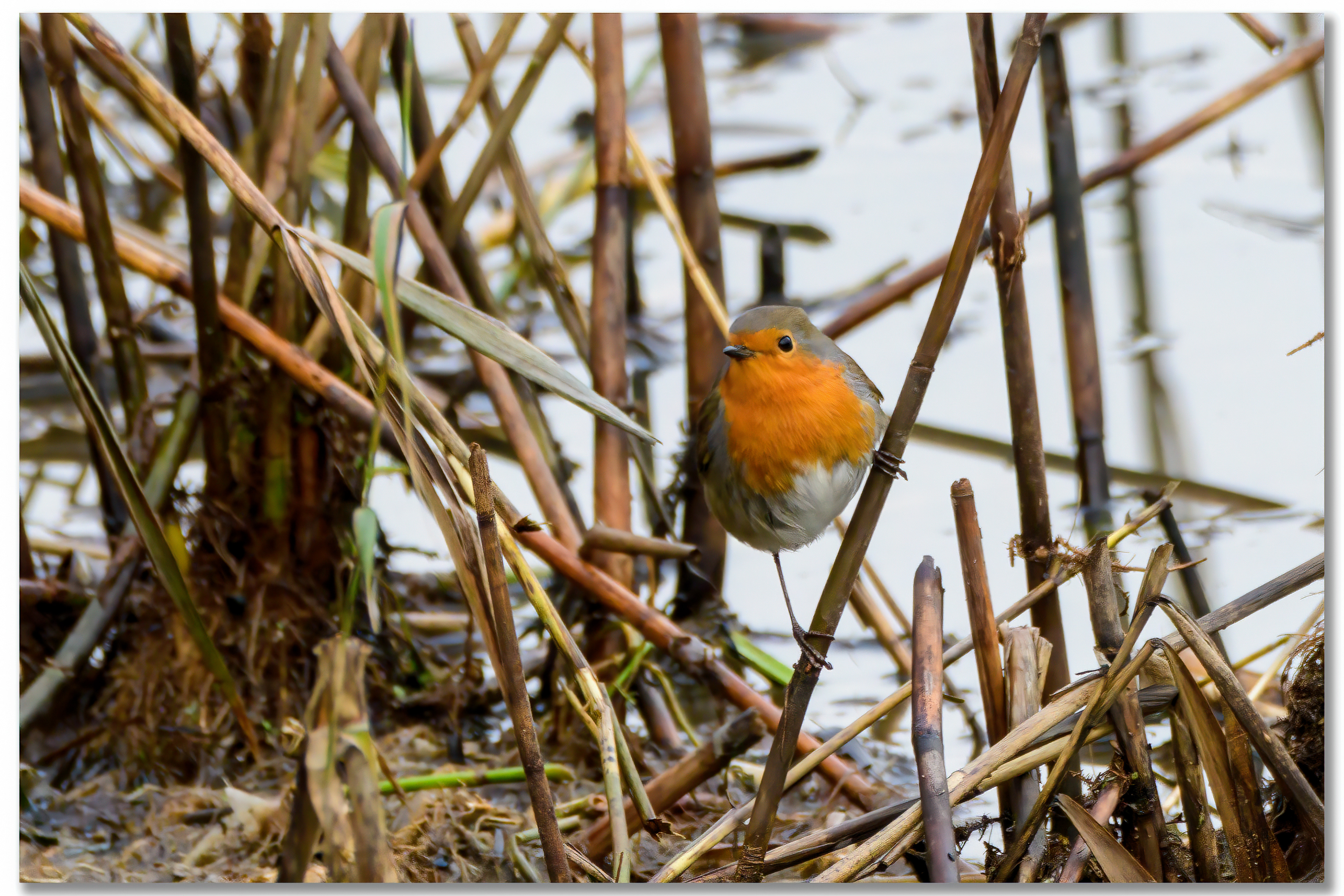 Rougegorge familier - Erithacus rubecula