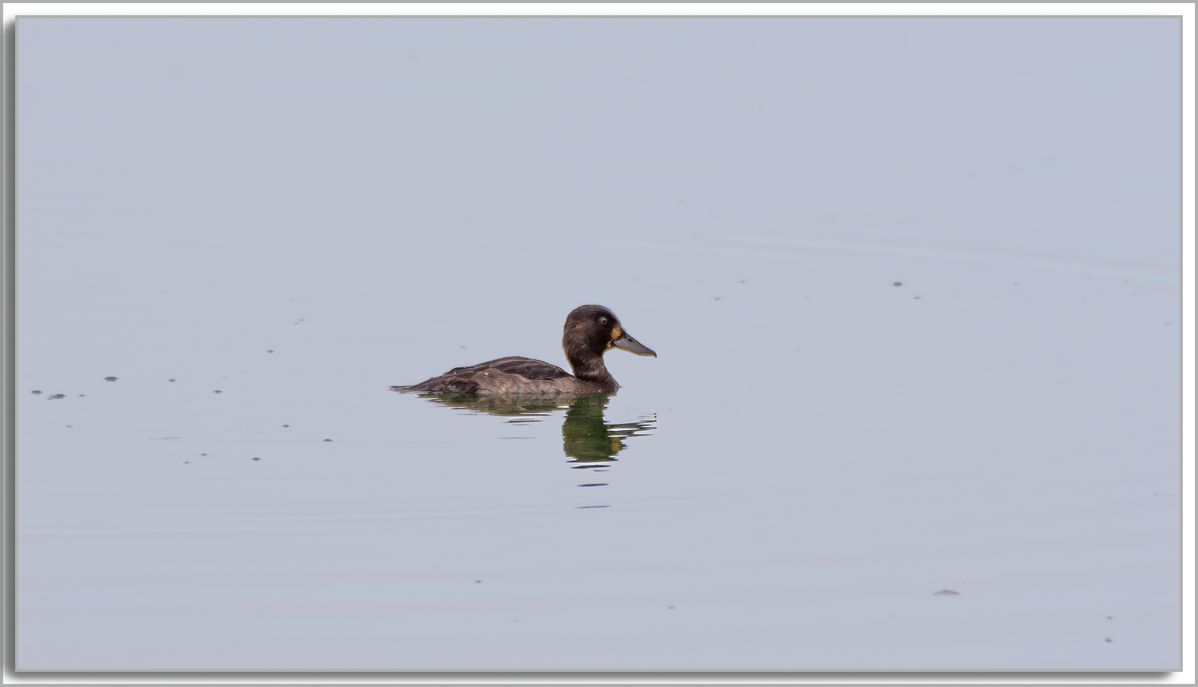 Fuligule morillon - Aythya Fuligule