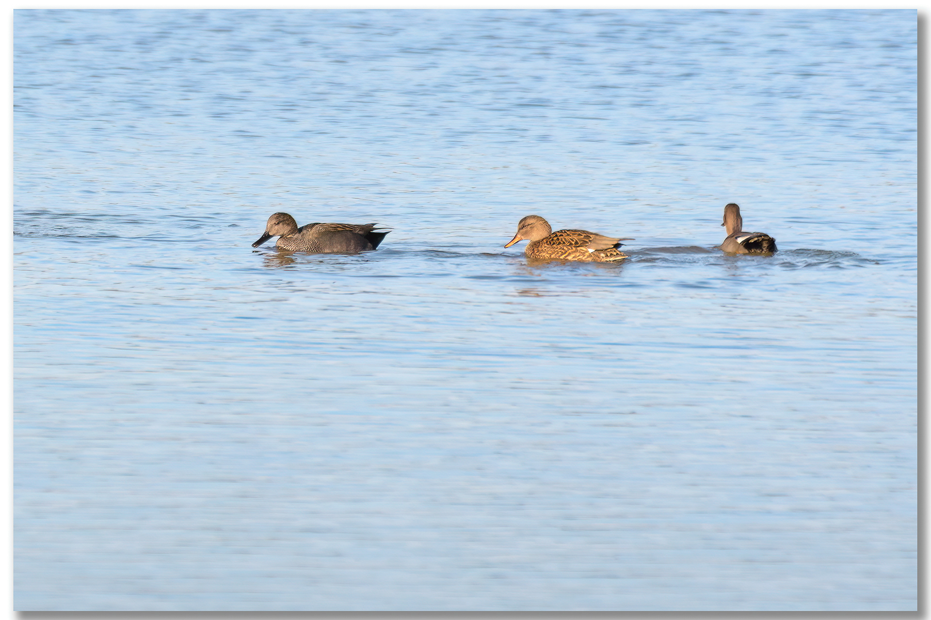 Canard Chipeau - Mareca strepera