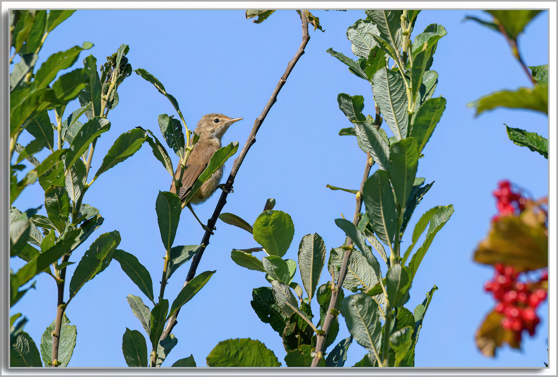 Rousserolle effarvatte - Acrocephalus scirpaceus