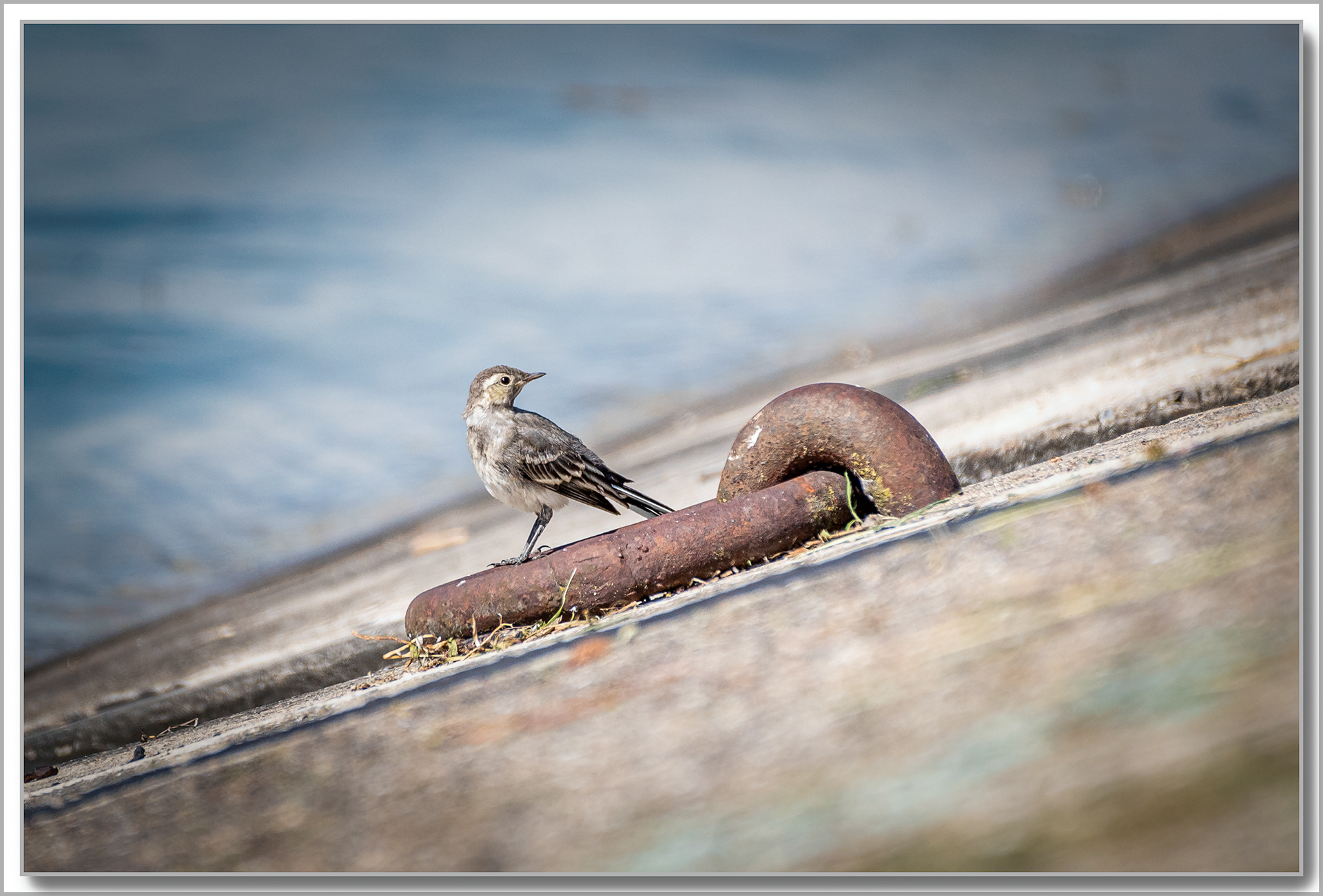 Bergeronnette grise - Motacilla alba