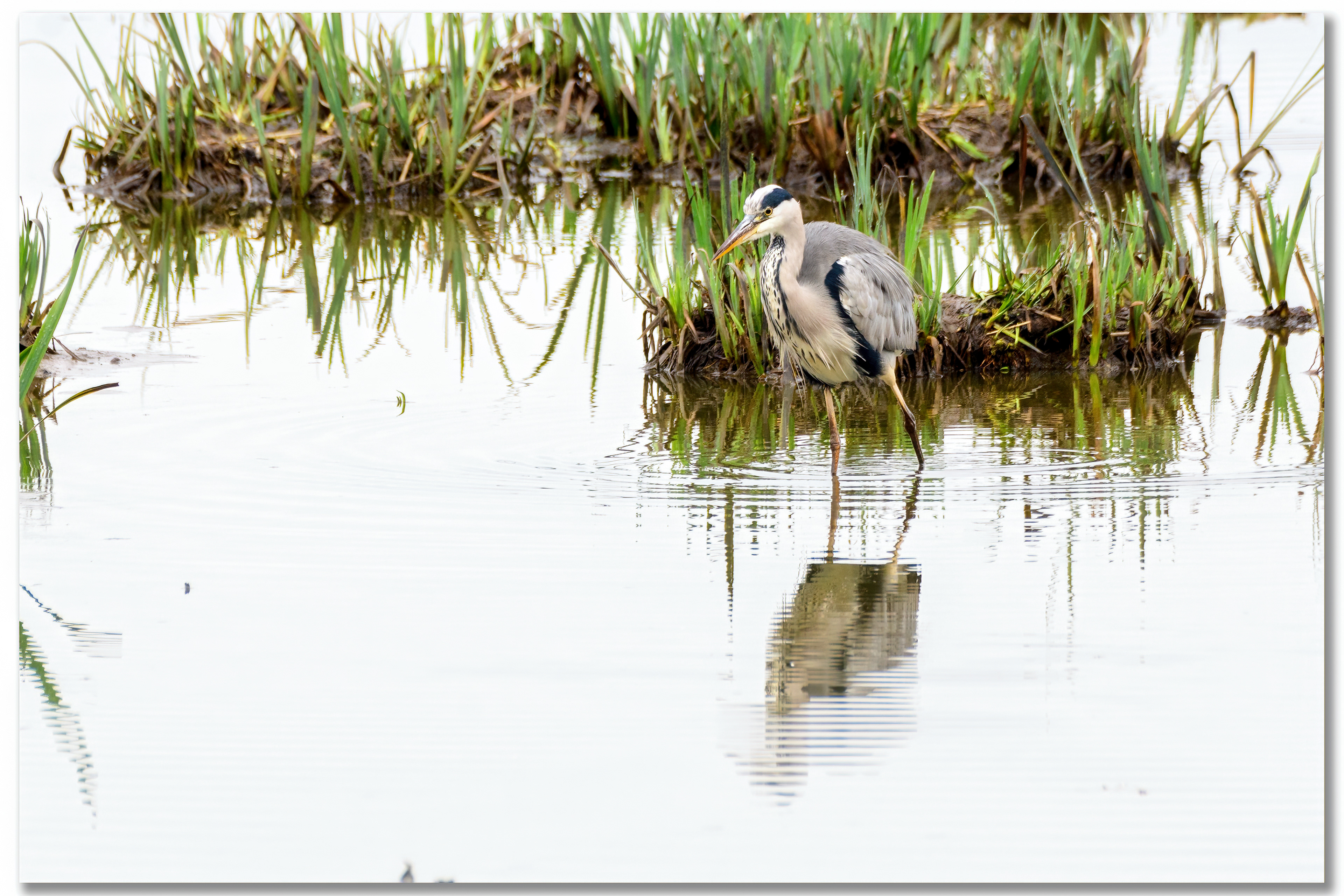 Héron cendré - Ardea Cinerea