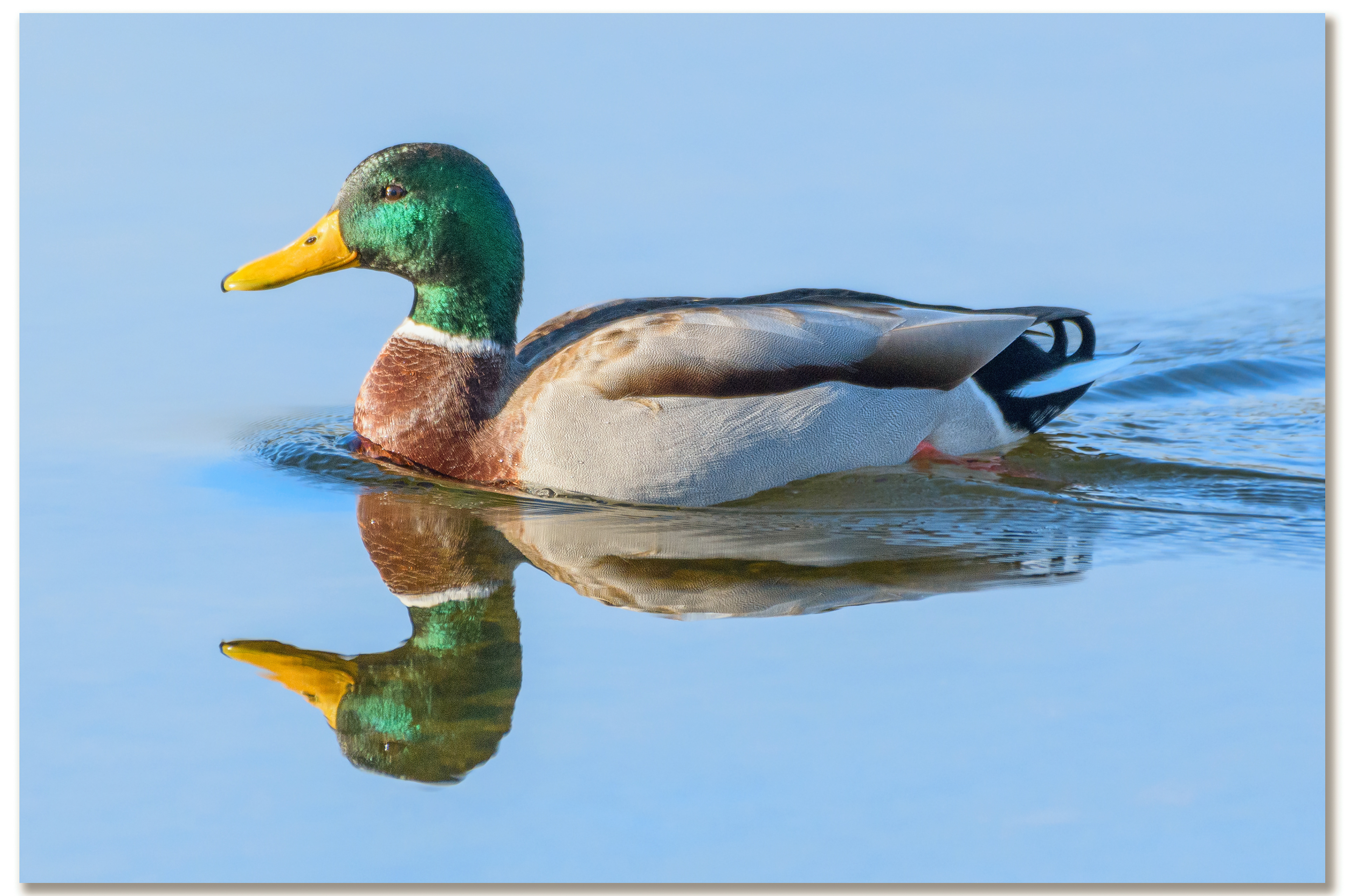 Canard Colvert - Anas platyrhynchos mâle