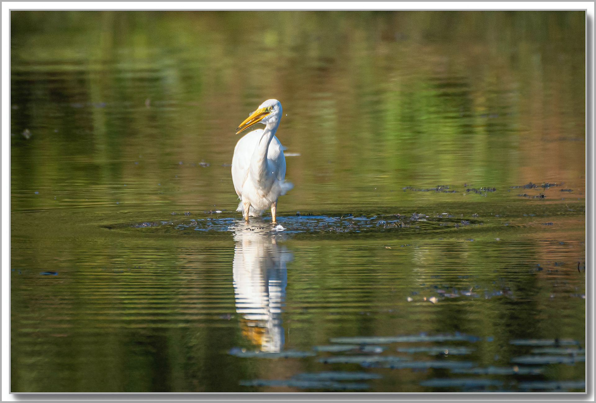 Grande Aigrette - Ardea Alba