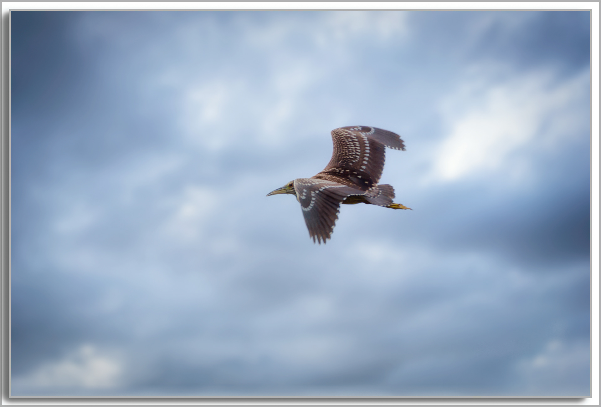 Bihoreau gris - Nycticorax nycticorax