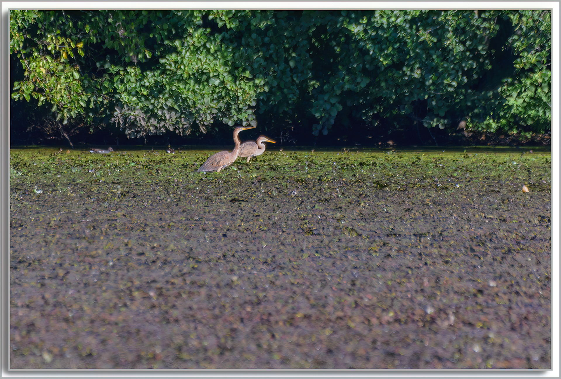 Héron pourpré - Ardea purpurea