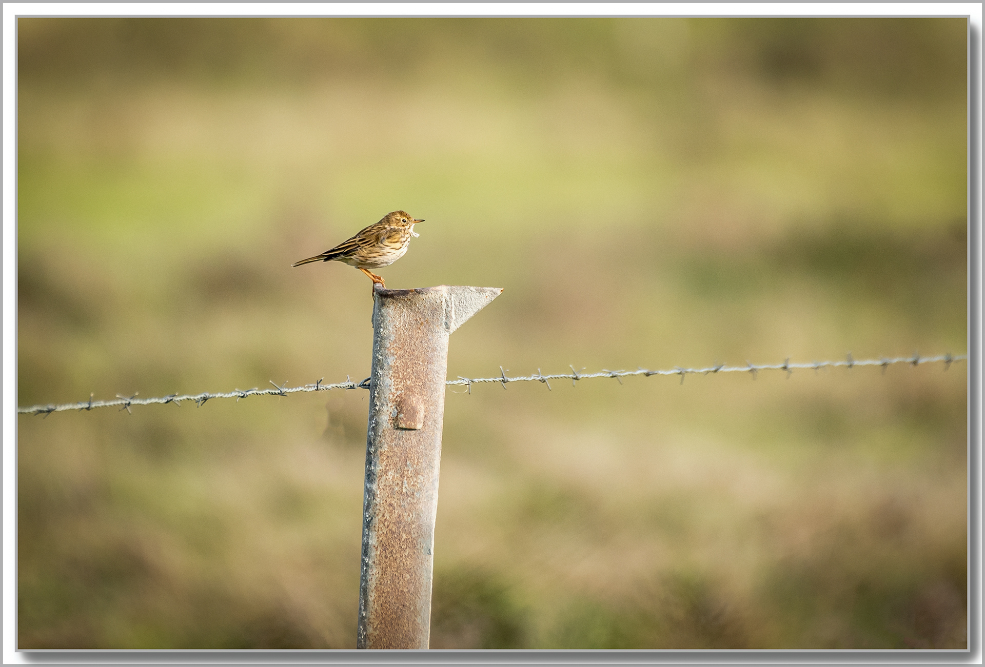 Pipit Farlouse - Anthus Pratensis
