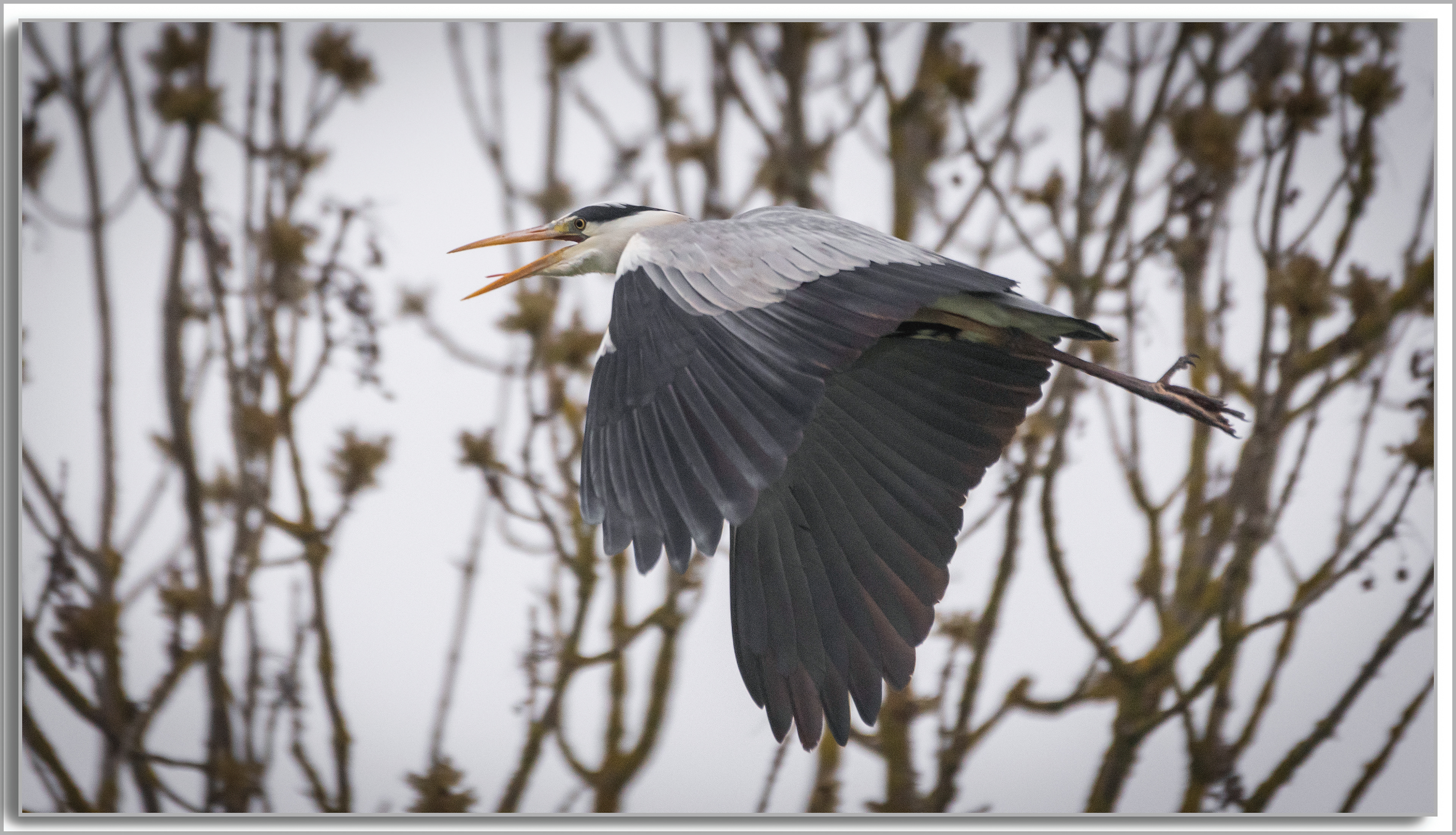 Héron cendré - Ardea Cinerea