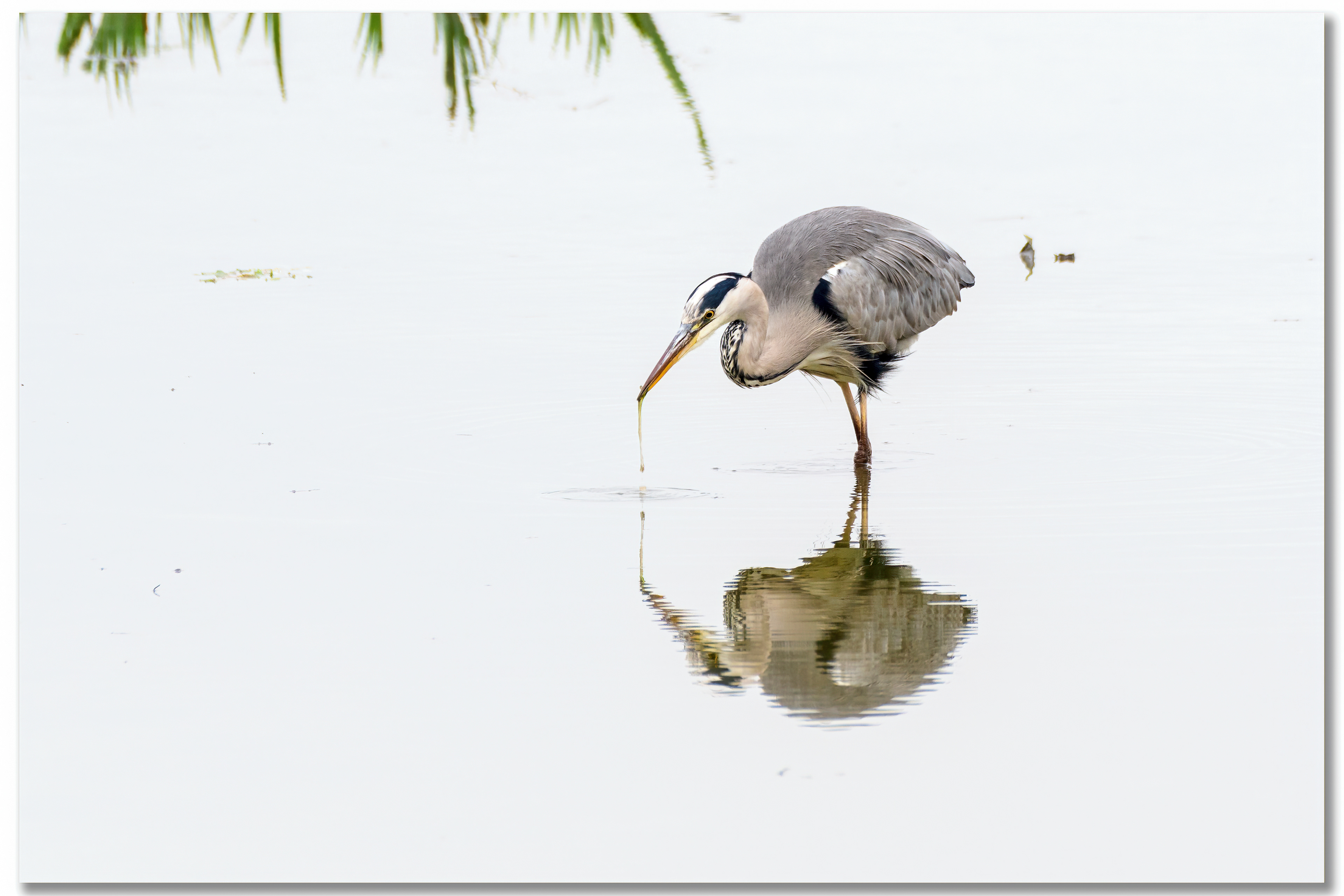 Héron cendré - Ardea Cinerea