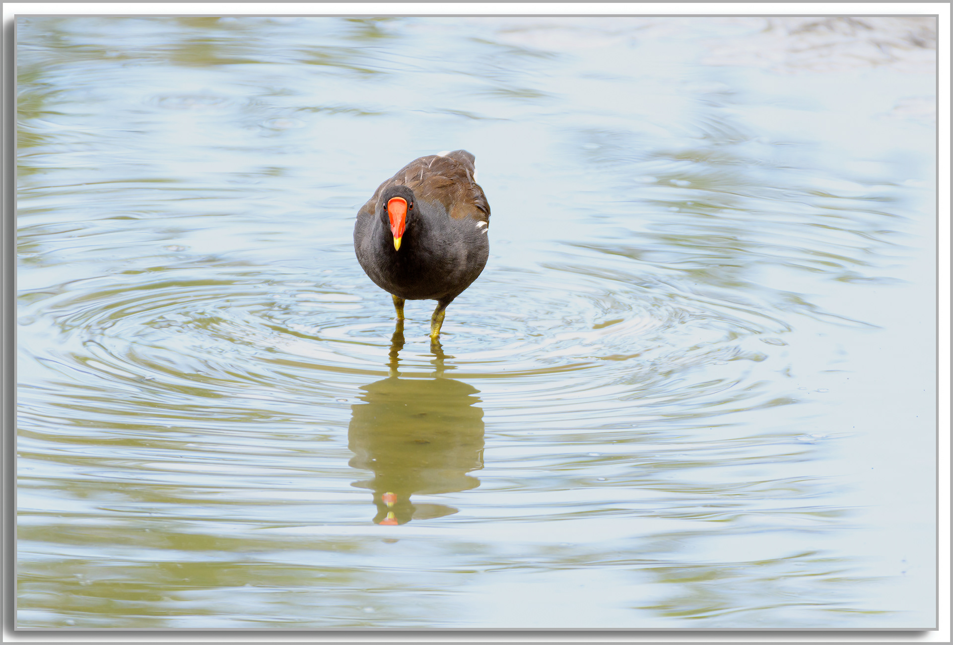 Gallinule poule d'eau - Gallinula Chloropus
