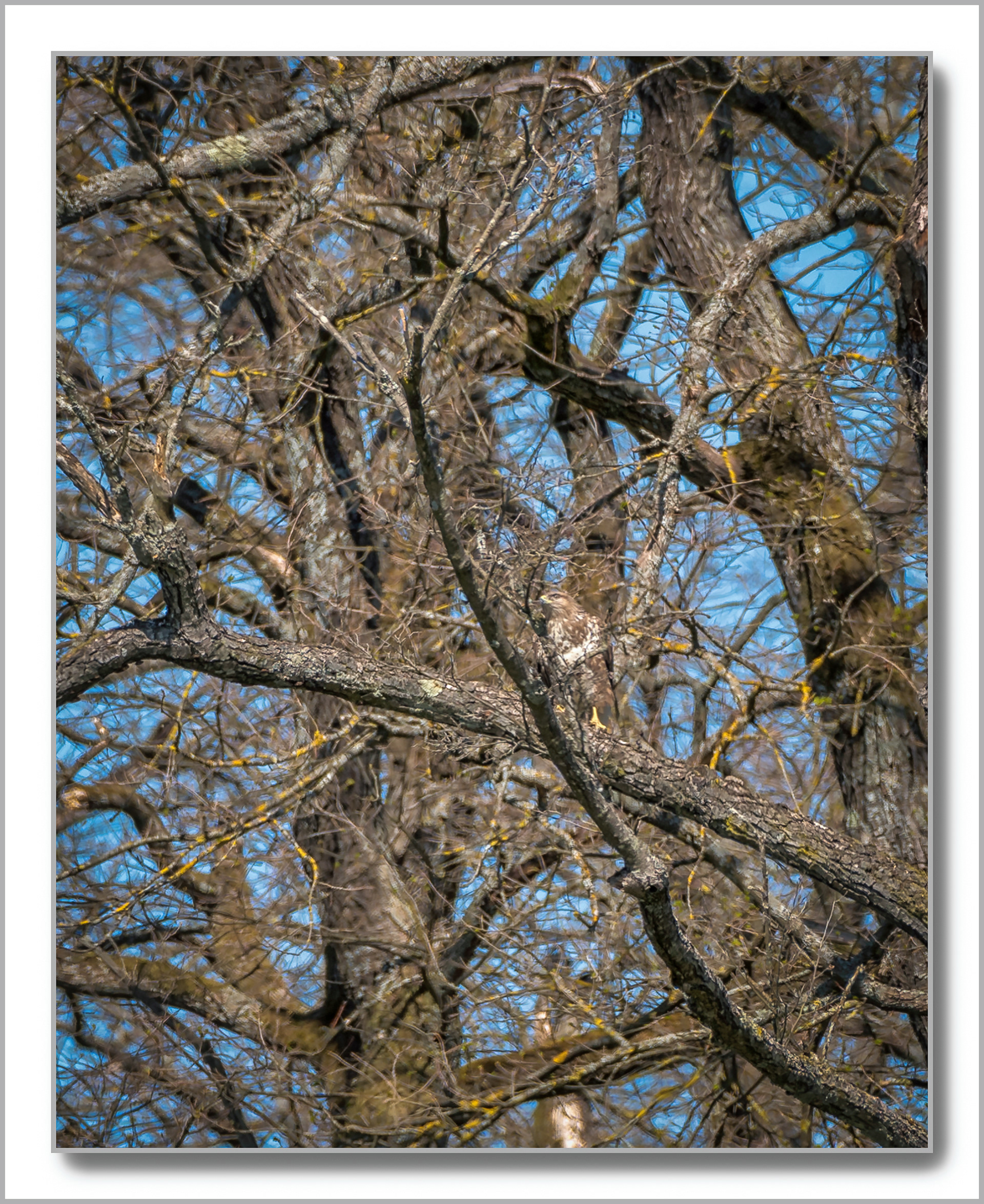 Buse variable - Buteo buteo