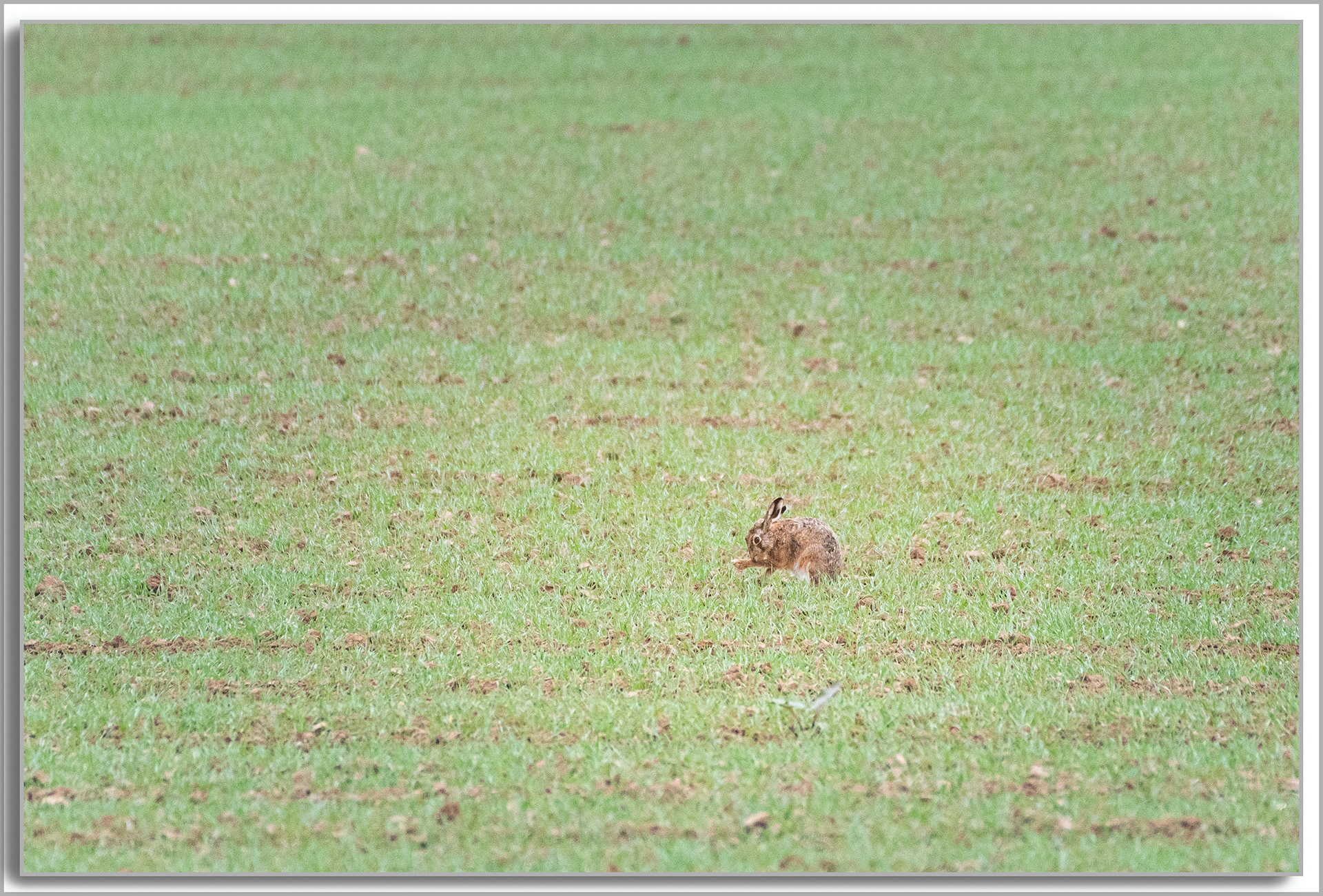 Lièvre d'Europe - Lepus europaeus