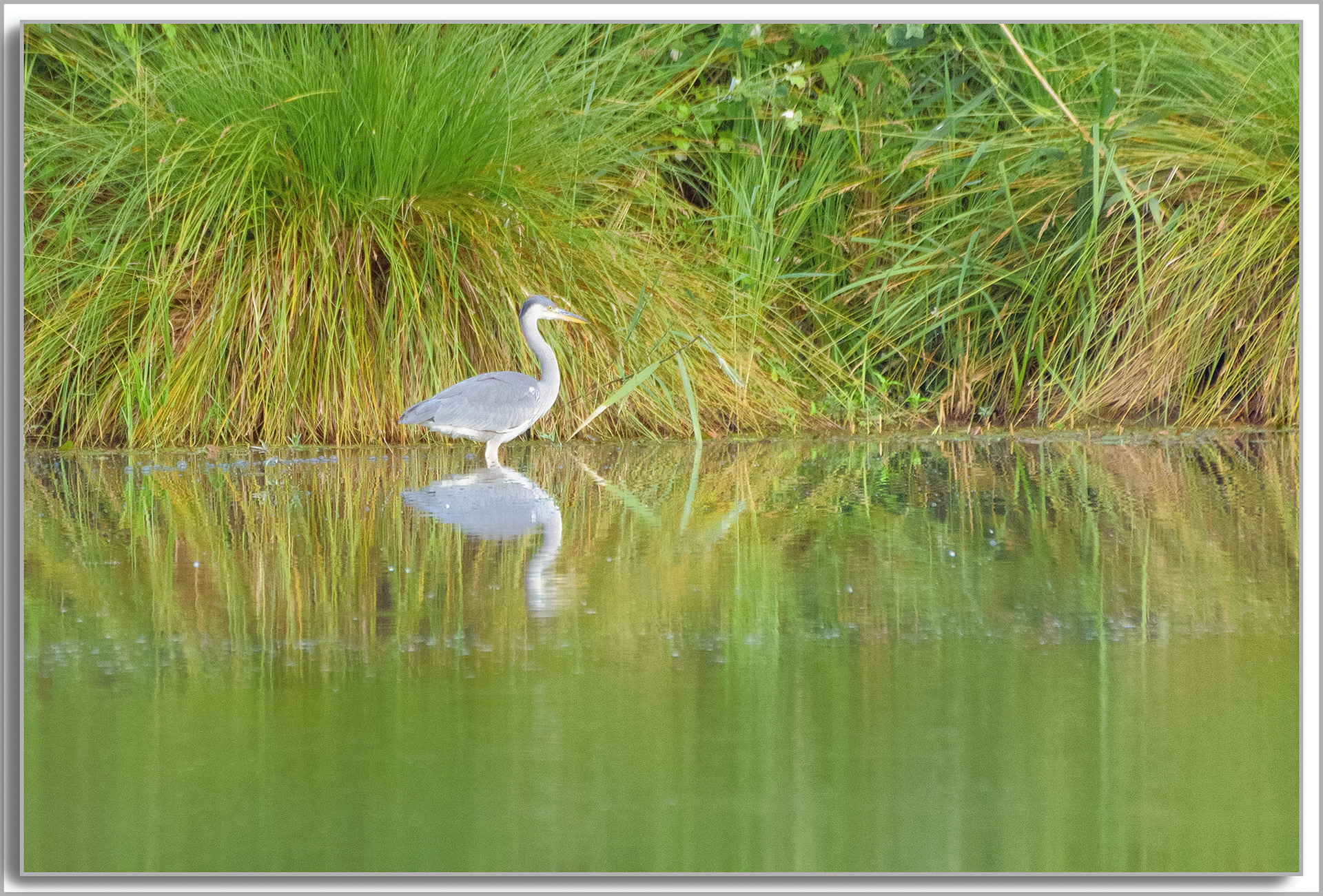 Héron cendré - Ardea Cinerea