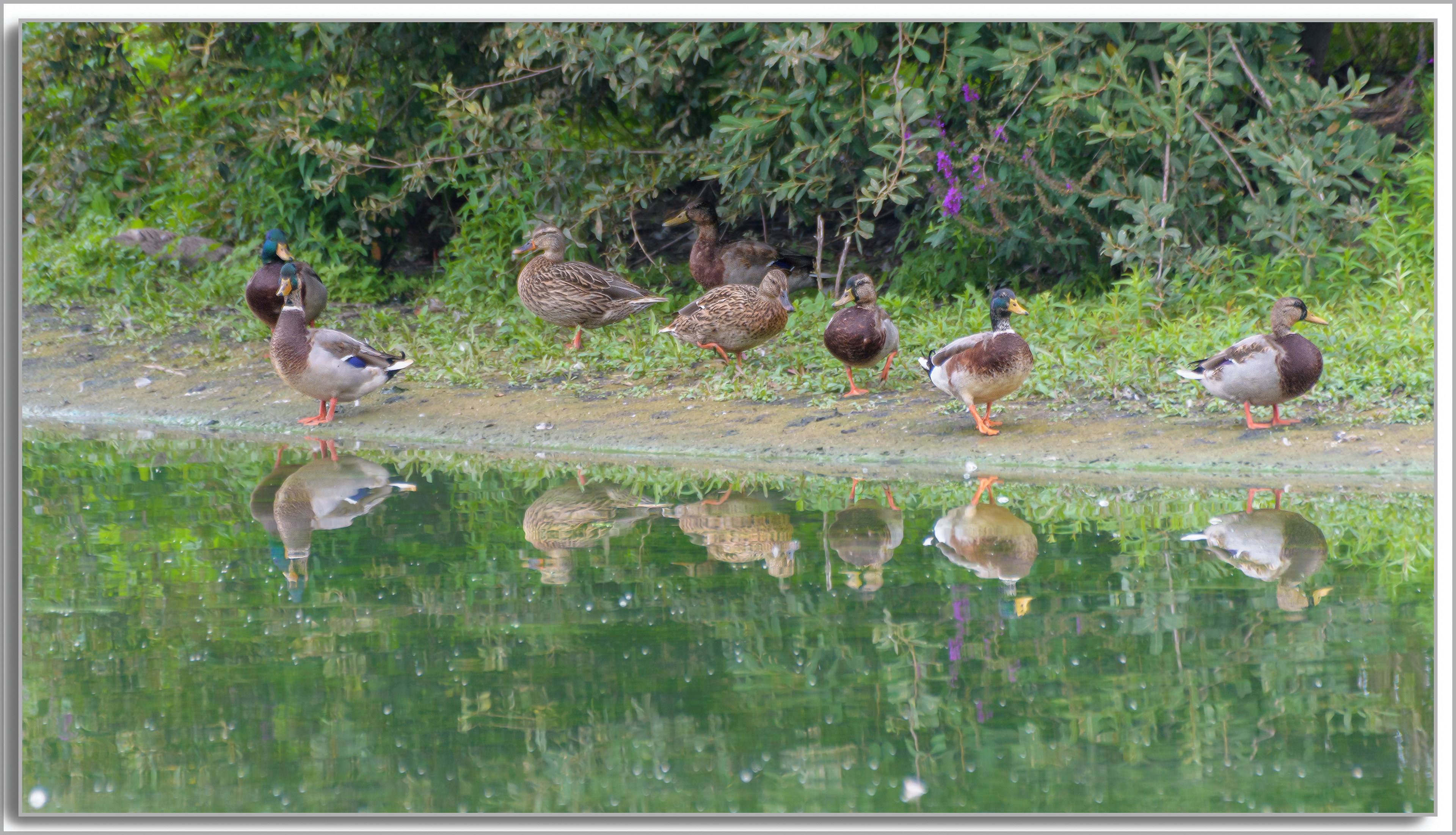 Canard Colvert - Anas platyrhynchos