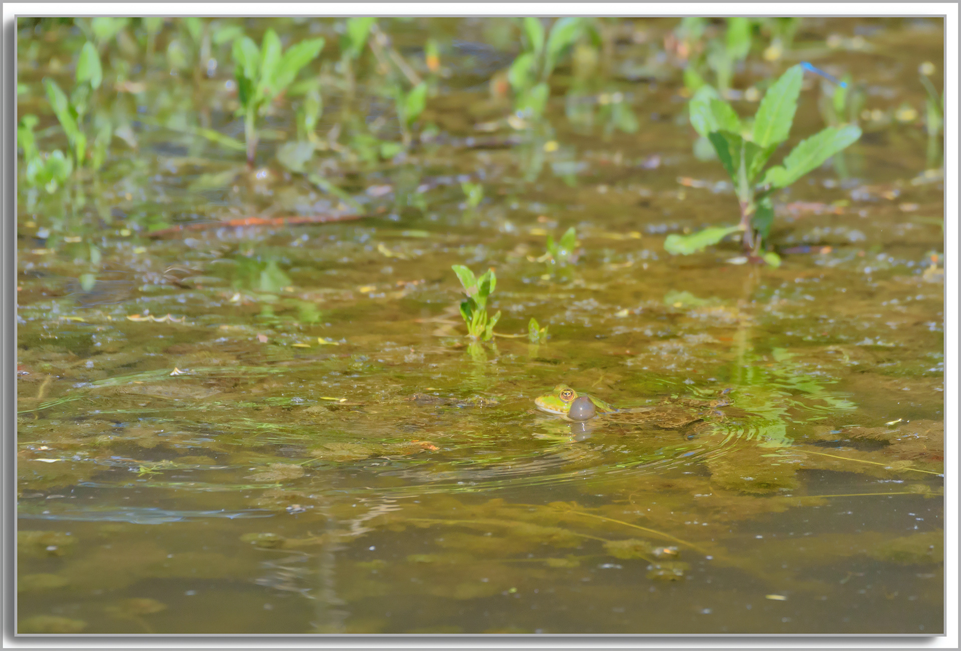 Grenouille comestible - Pelophylax kl. esculentus