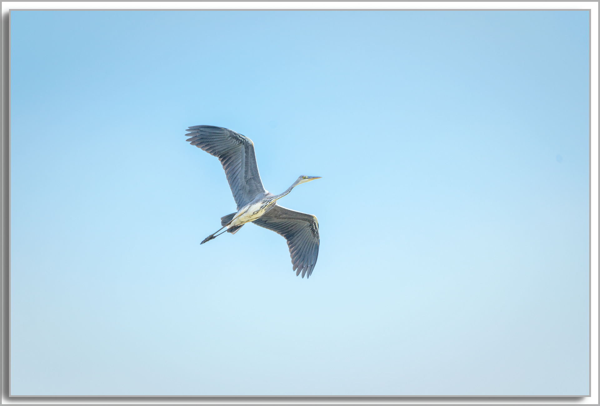 Héron cendré - Ardea Cinerea
