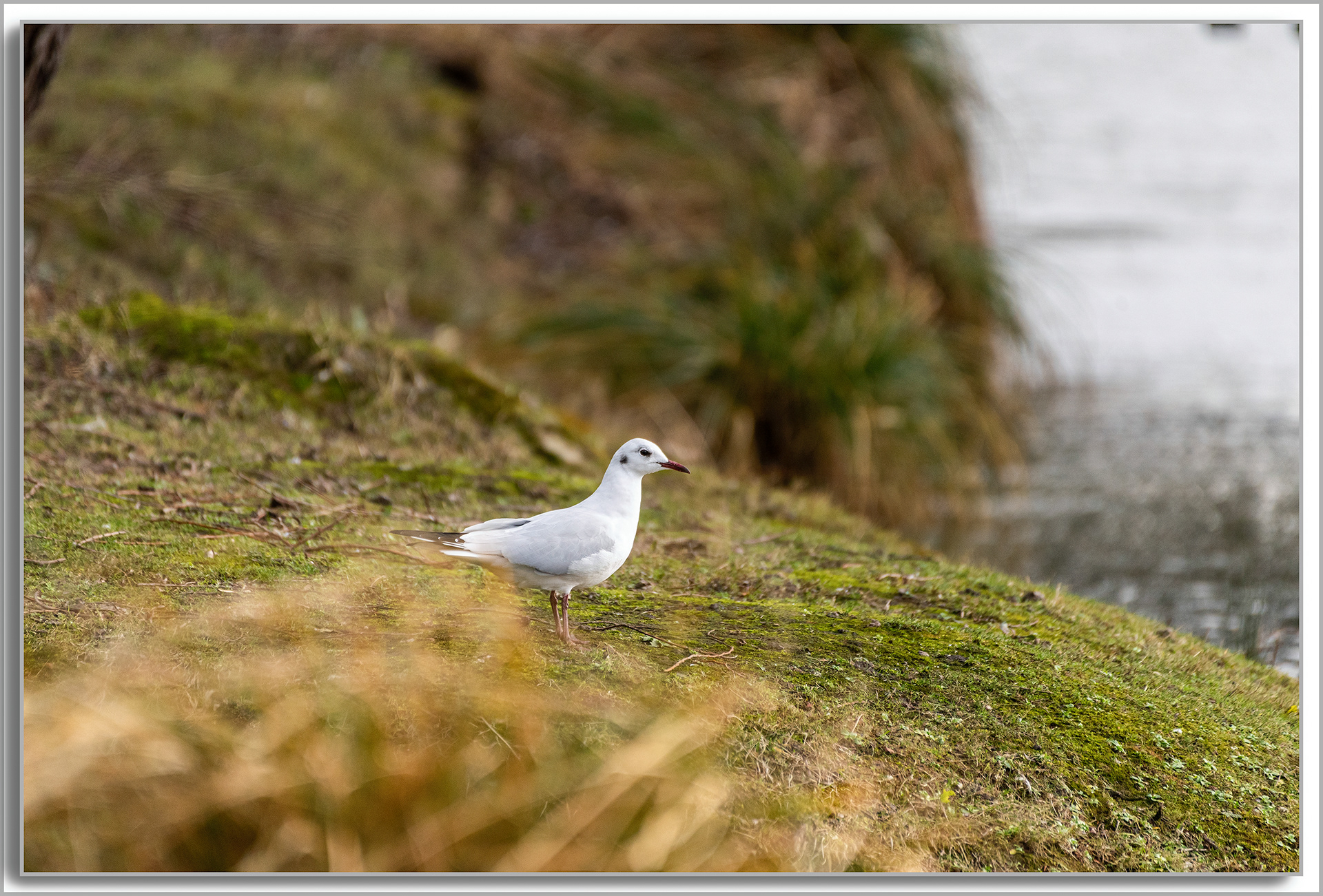 Mouette rieuse - Chroicocephalus ridibundus