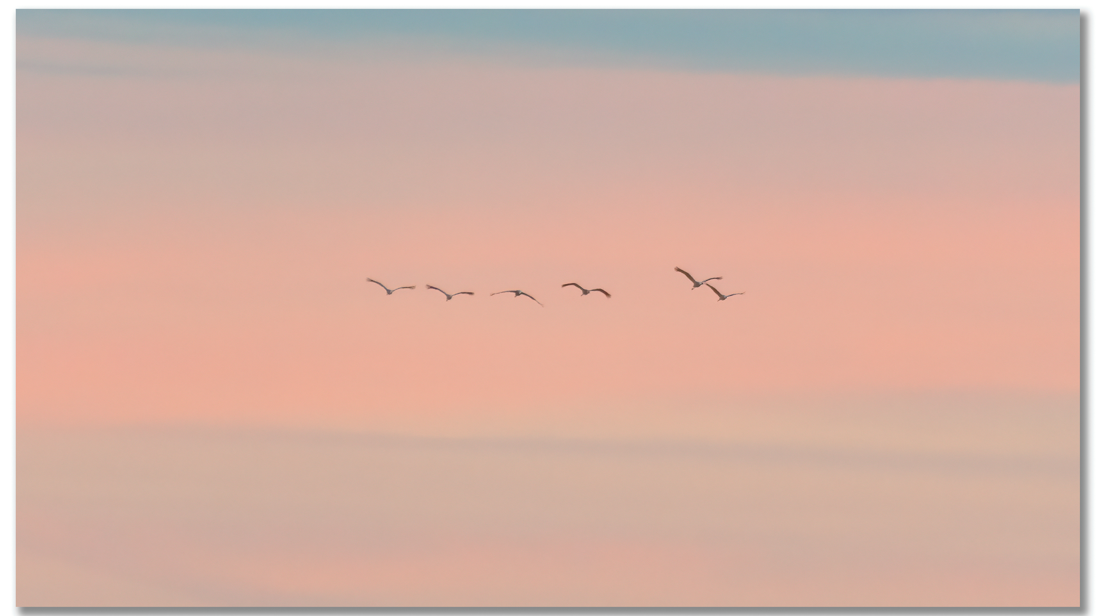 Grue cendrée - Grus grus