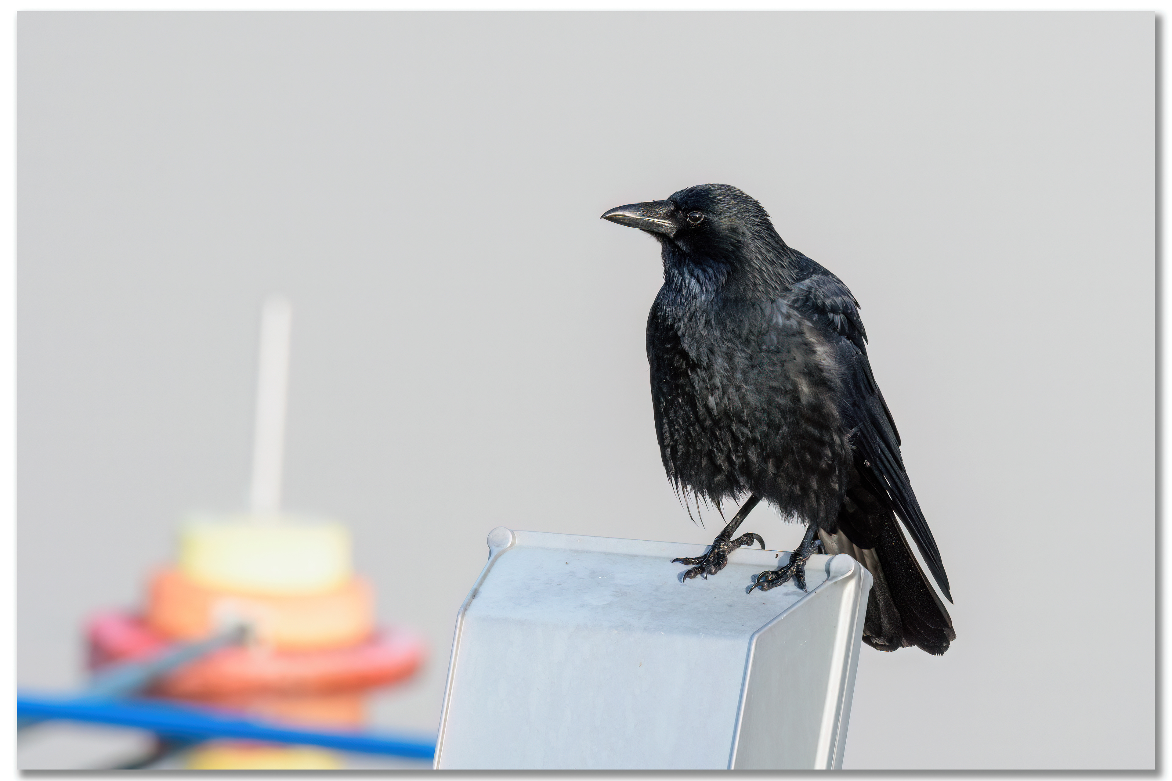 Corneille noire - Corvus corone