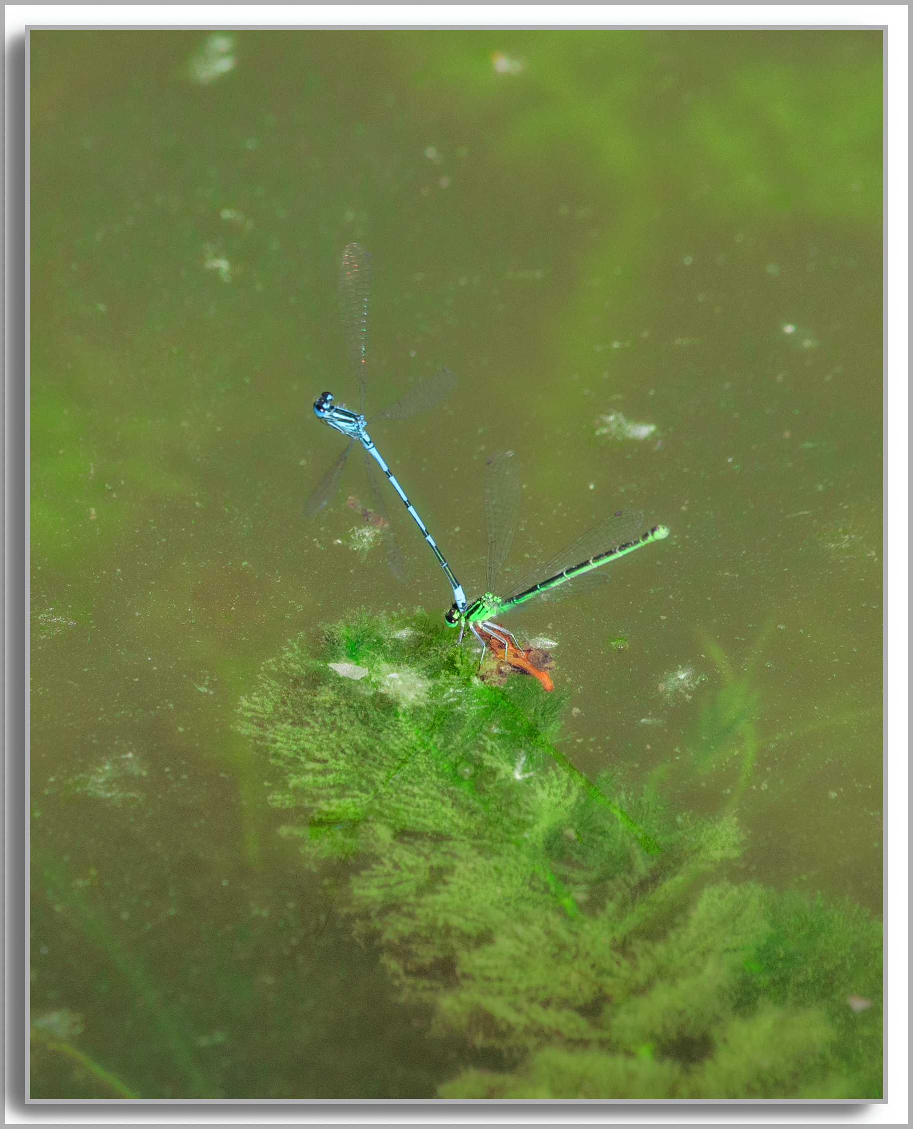 Agrion porte-coupe - Enallagma cyathigerum