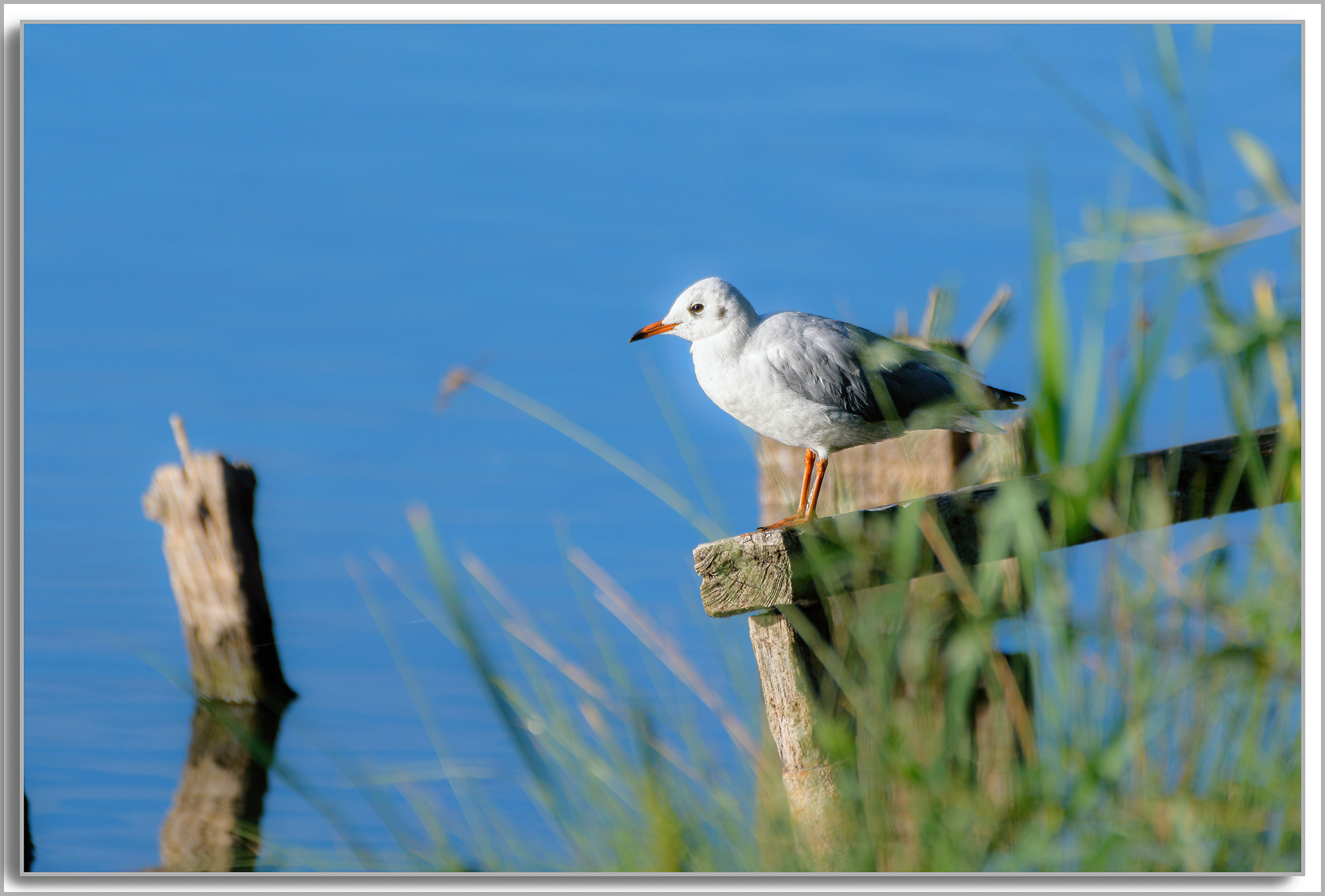Mouette rieuse - Chroicocephalus ridibundus