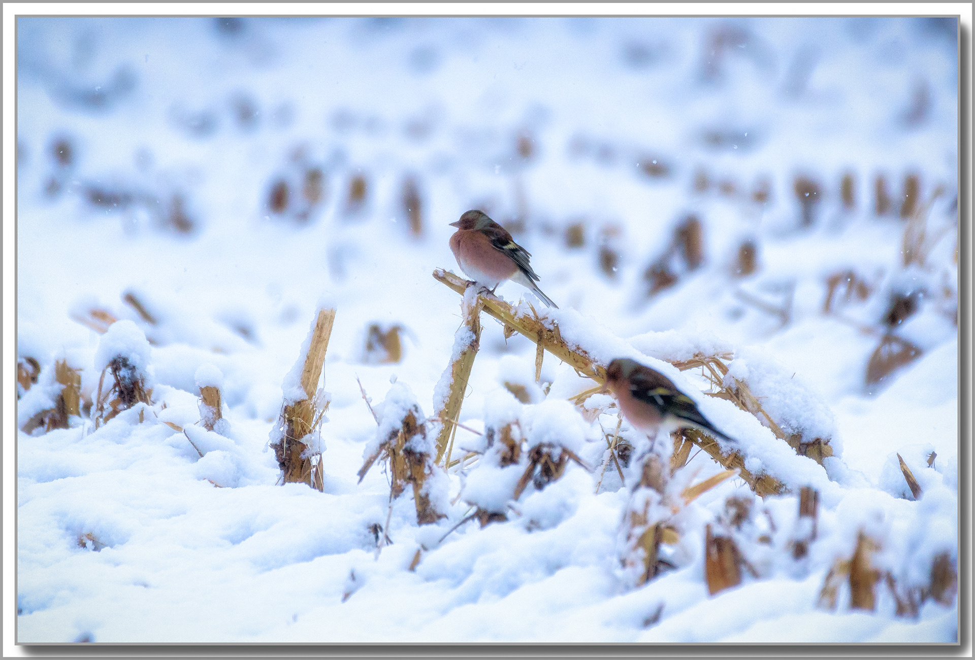 Pinson des arbres - Fringilla Coelebs