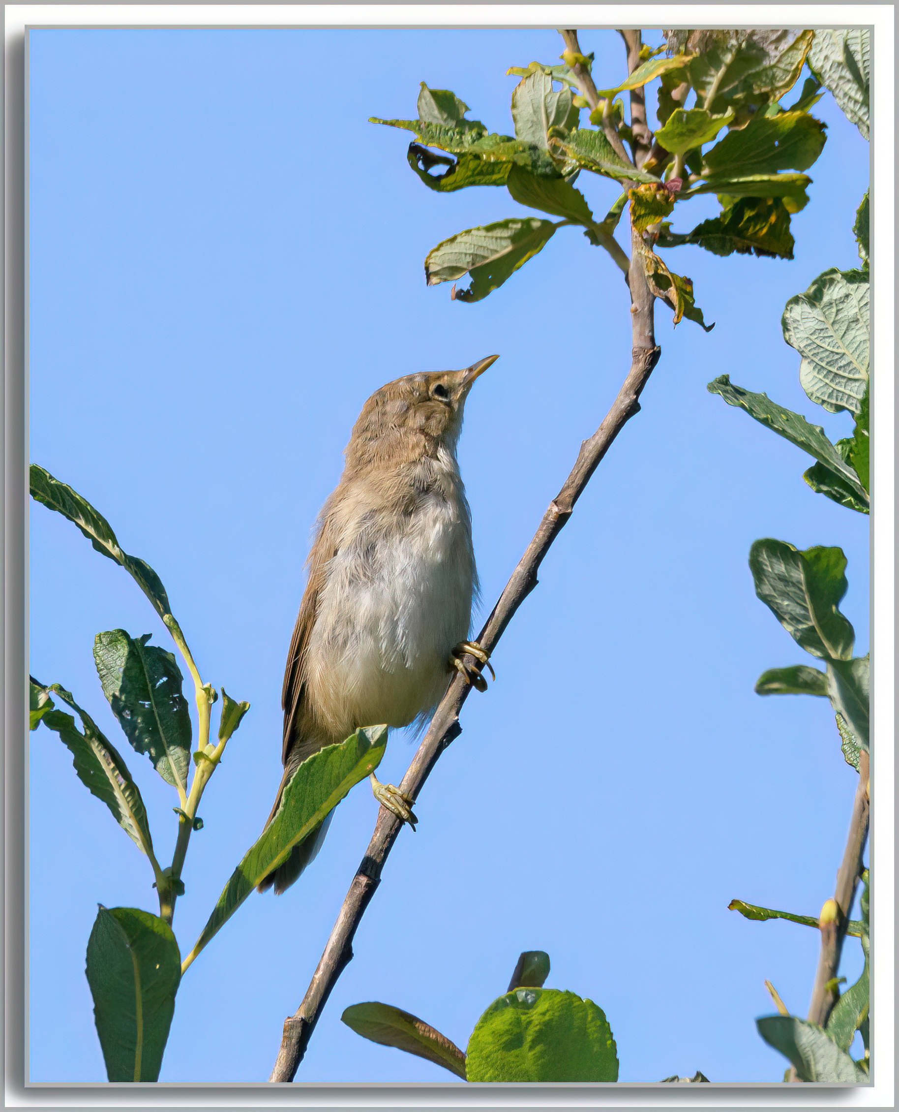 Rousserolle effarvatte - Acrocephalus scirpaceus