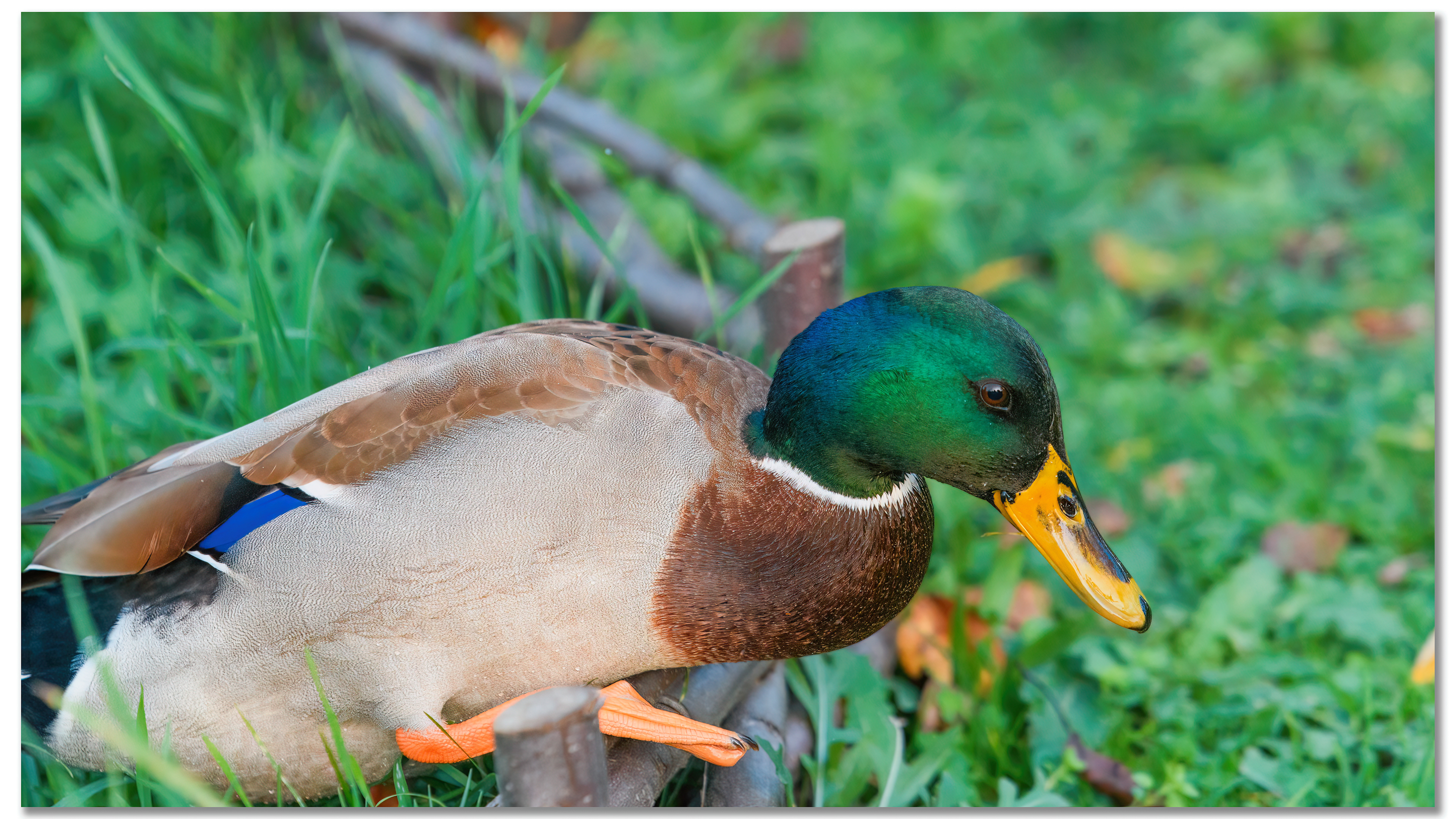 Canard Colvert - Anas platyrhynchos