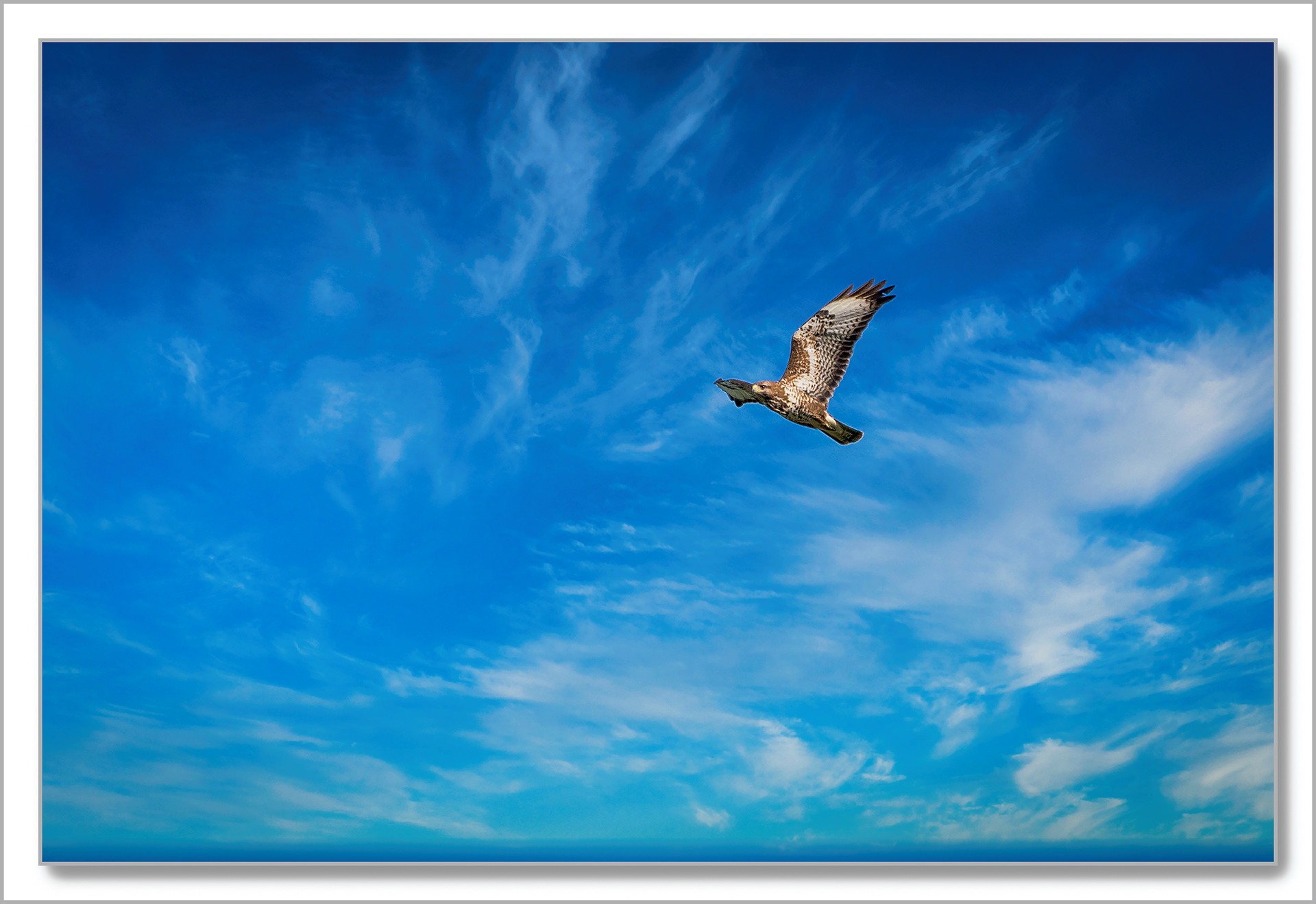 Buse variable - Buteo buteo