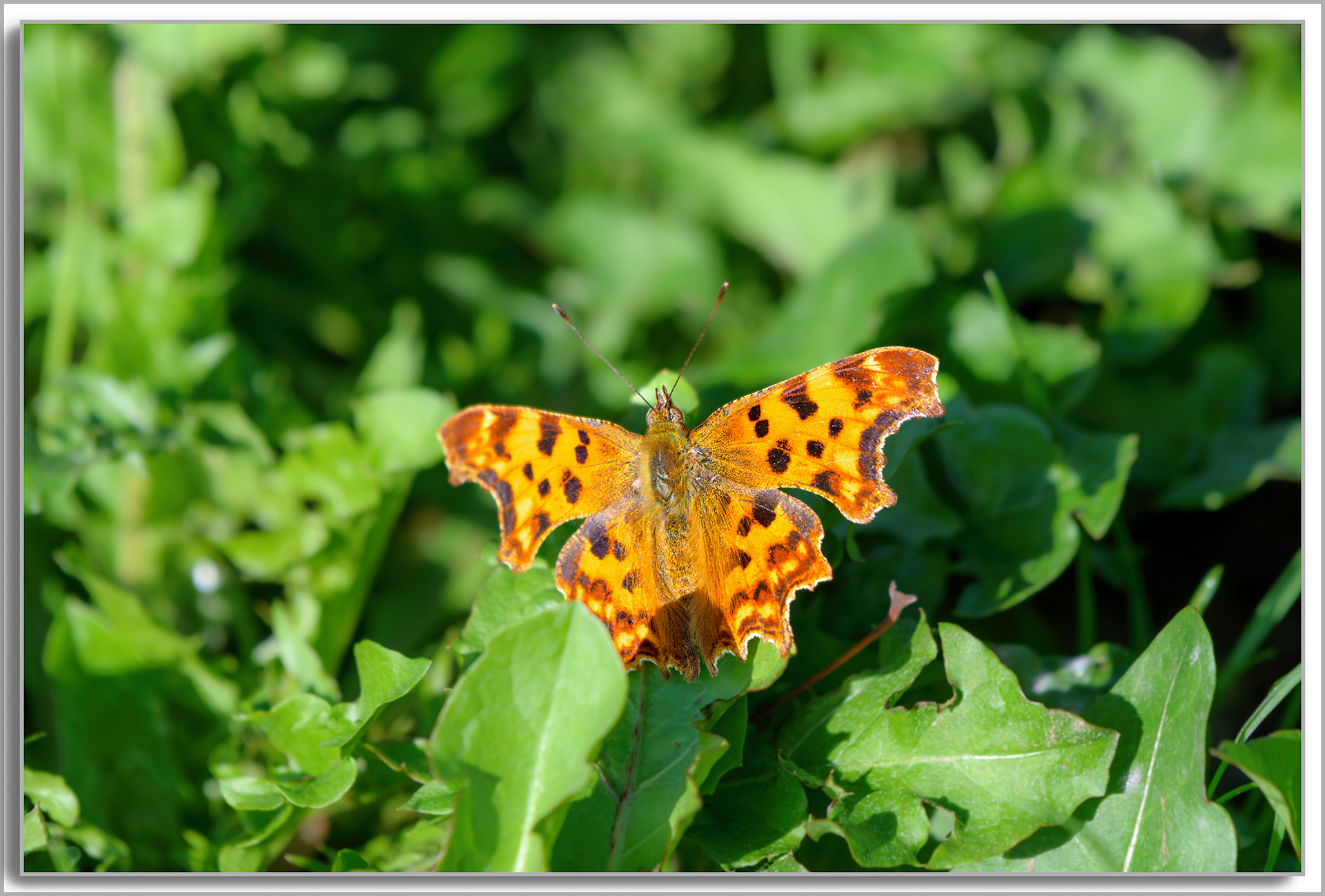 Robert Le Diable - Polygonia c-album