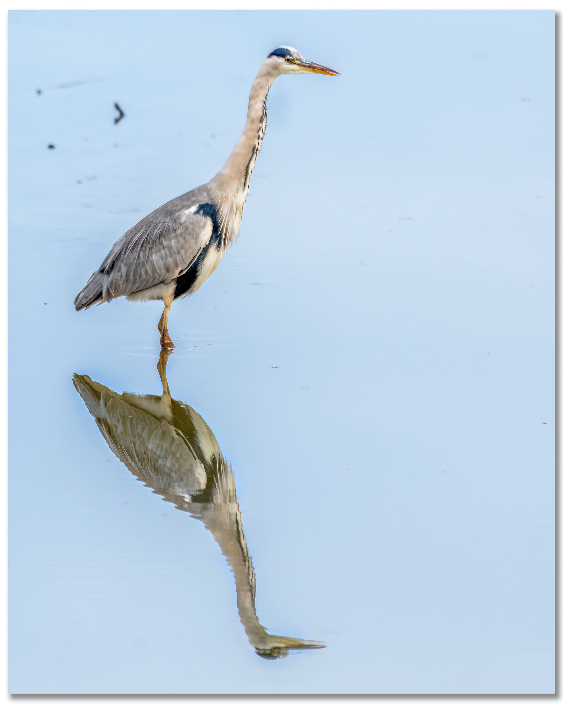 Héron cendré - Ardea Cinerea