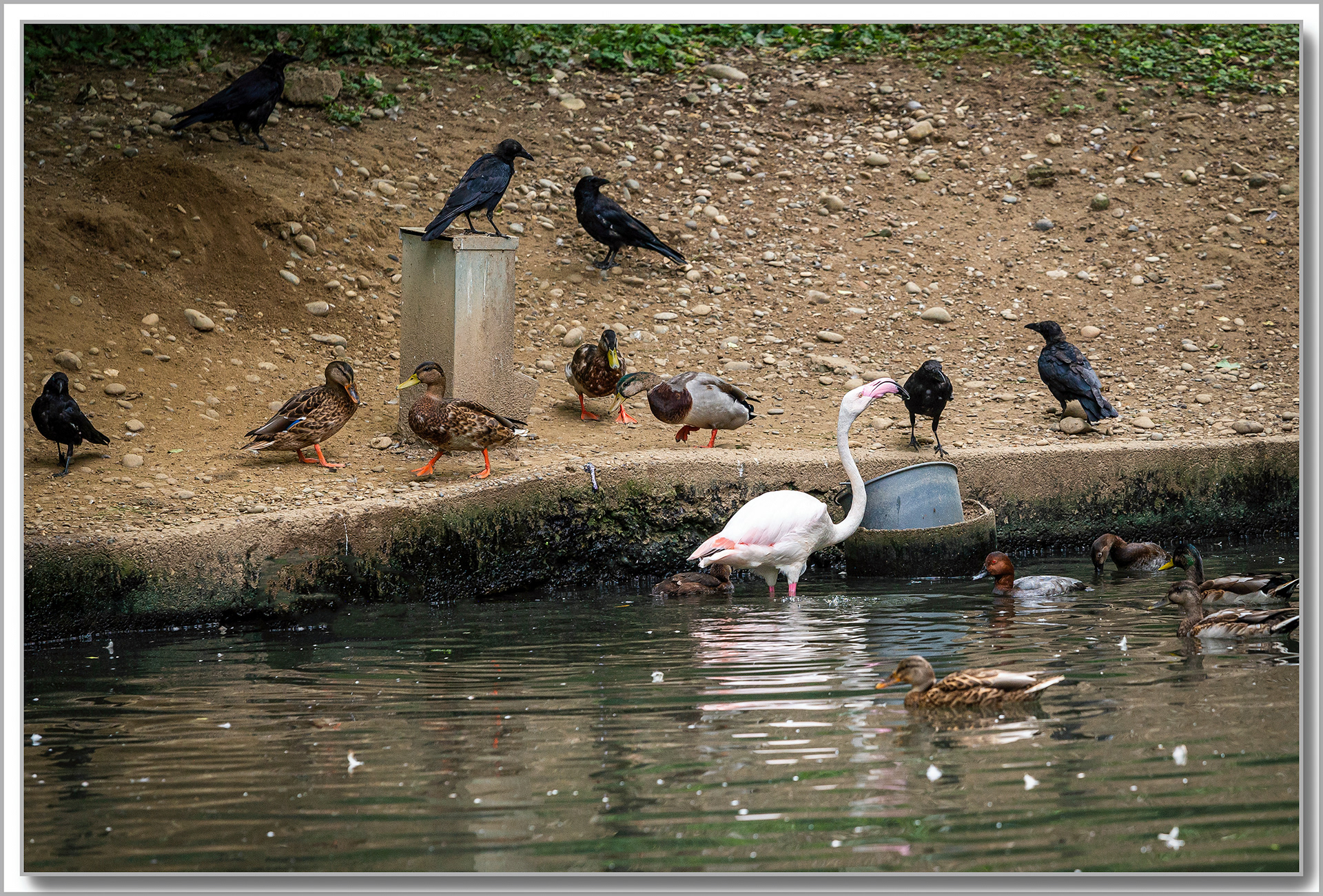 Flamant rose - Phoenicopterus roseus