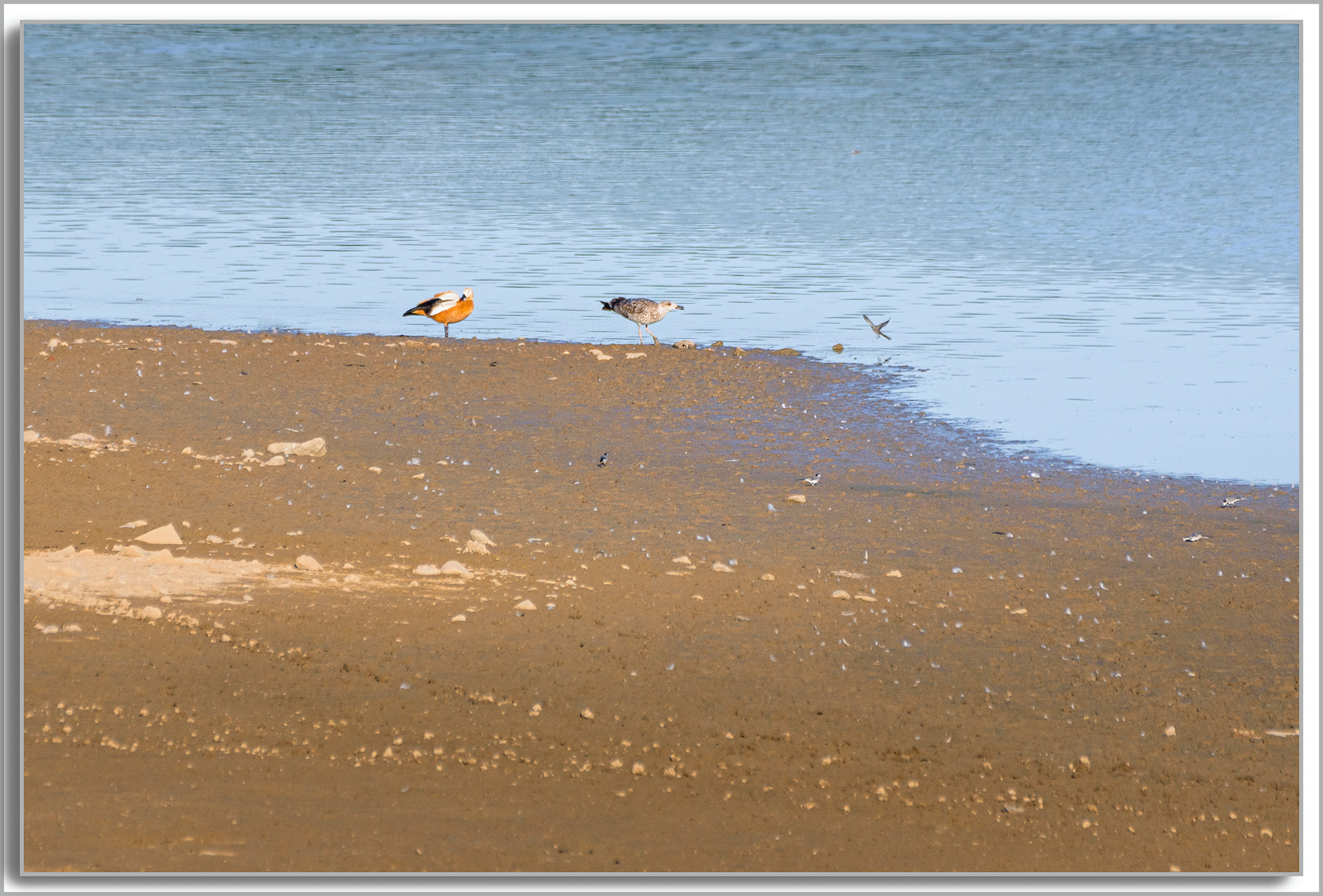 Bergeronnette grise - Motacilla alba, Goéland leucophée - Larus michahellis, Ouette d'Egypte - Alopochen aegyptiaca